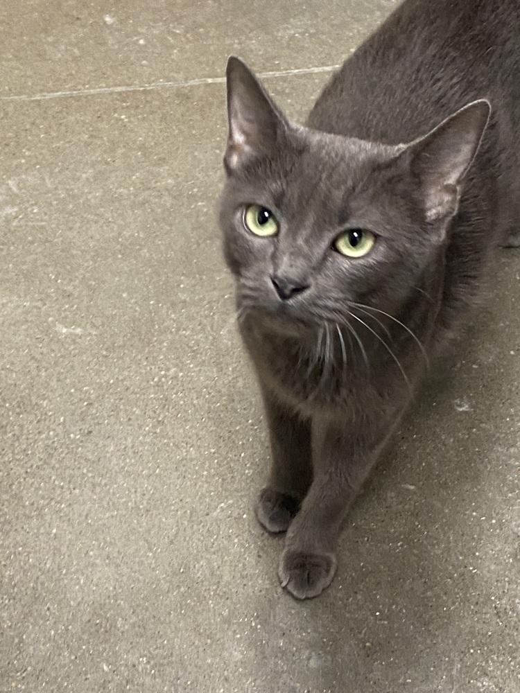 Enlarge Cosmic Brownie, a Adoptable Domestic Short Hair in Clarksville, TN image 6/6
