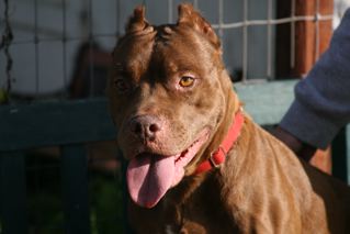 Jasmine, Adoptable, Adult Female American Staffordshire Terrier & Chesapeake Bay Retriever.