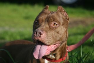 Jasmine, a Adoptable mixed breed in San Francisco, CA image 3/3