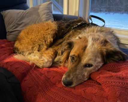 Ruby, a ADOPTABLE mixed breed in Rochester, NY image 1/3