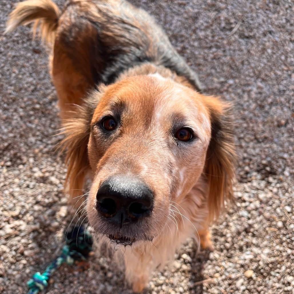 Ruby, an adopted mixed breed in Rochester, NY image 2/4