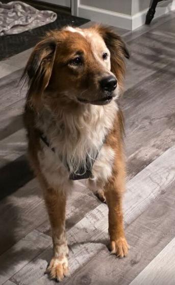 Ruby, a ADOPTABLE mixed breed in Rochester, NY image 2/3