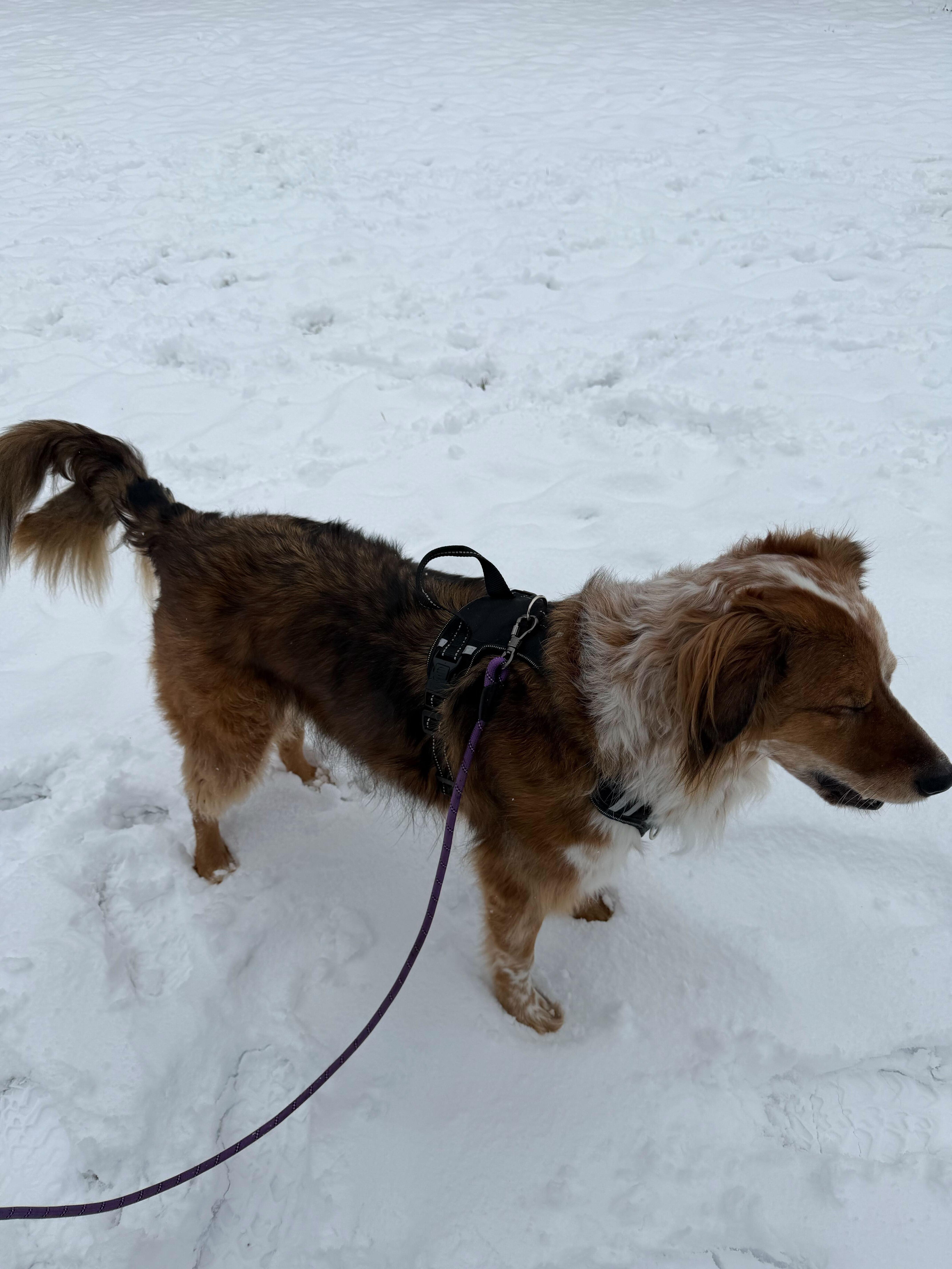 Ruby, a ADOPTABLE mixed breed in Rochester, NY image 3/3