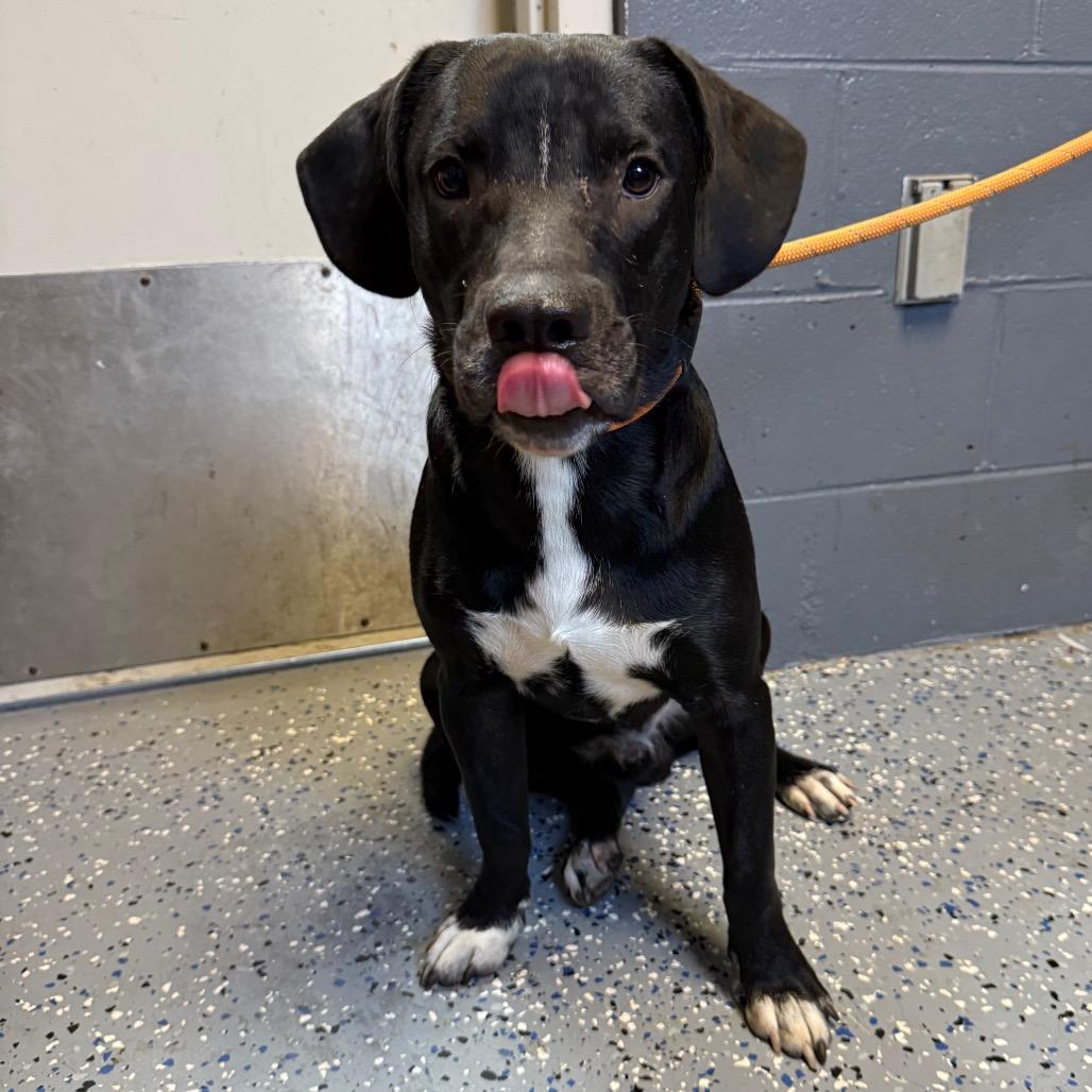 Brucie, Adoptable, Adult Male Labrador Retriever & Coonhound.