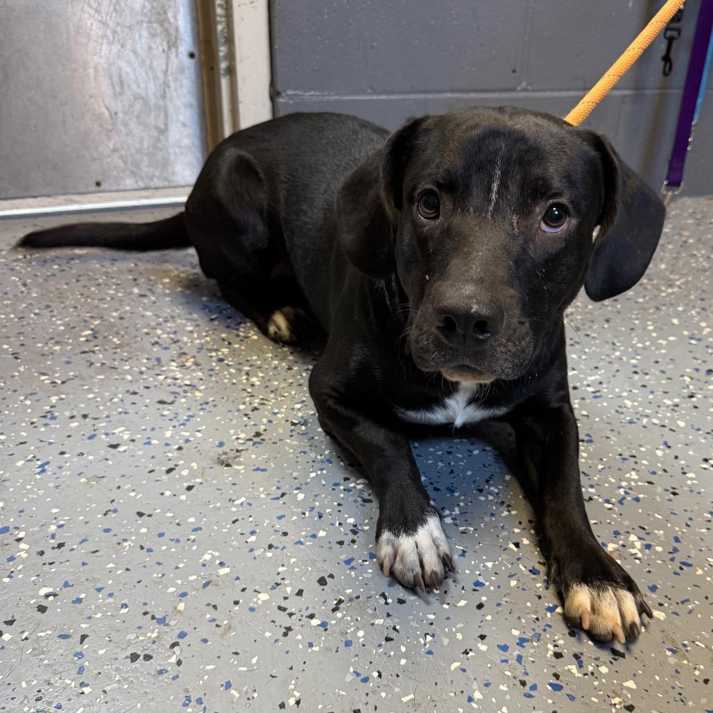 Enlarge Brucie, a Adoptable mixed breed in Tuscaloosa, AL image 2/2