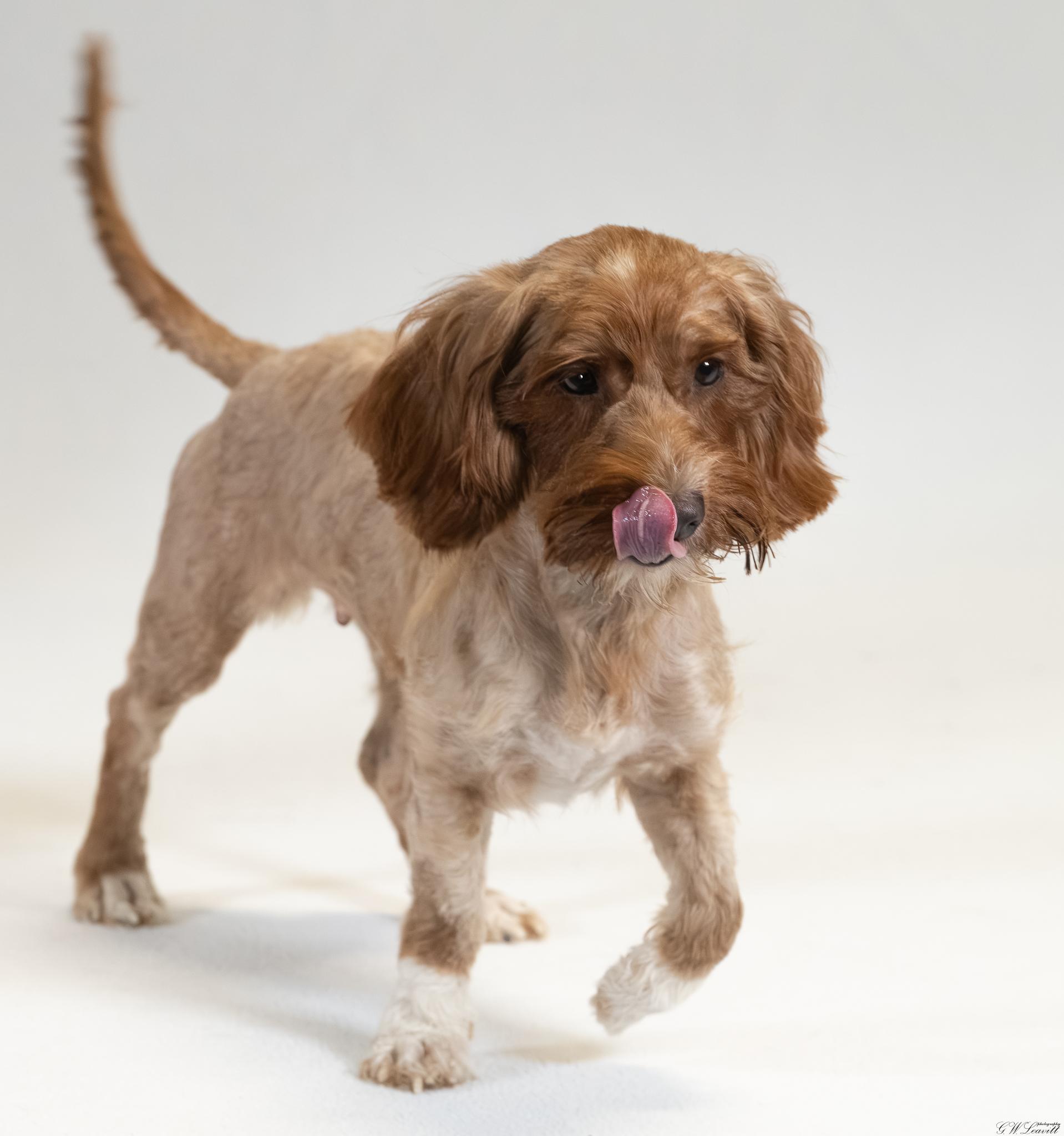 Baby Girl, Adopted, Young Female Poodle & Dachshund.