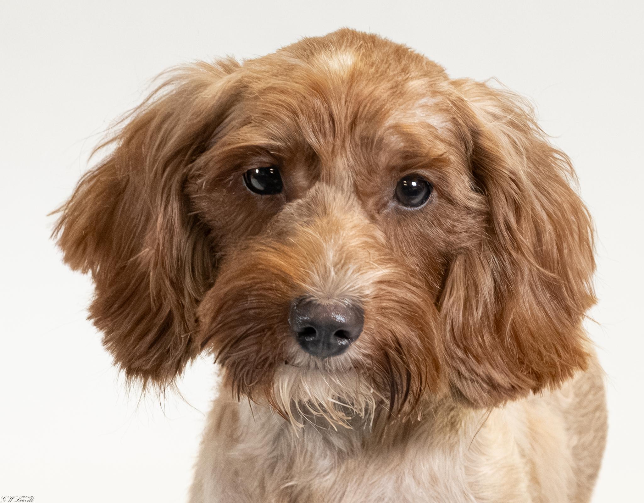 Enlarge Baby Girl, a Adopted mixed breed in Argyle, NY image 2/4