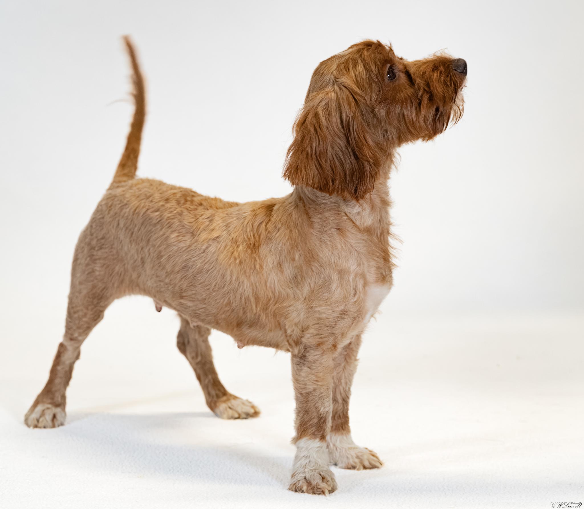 Enlarge Baby Girl, a Adopted mixed breed in Argyle, NY image 4/4