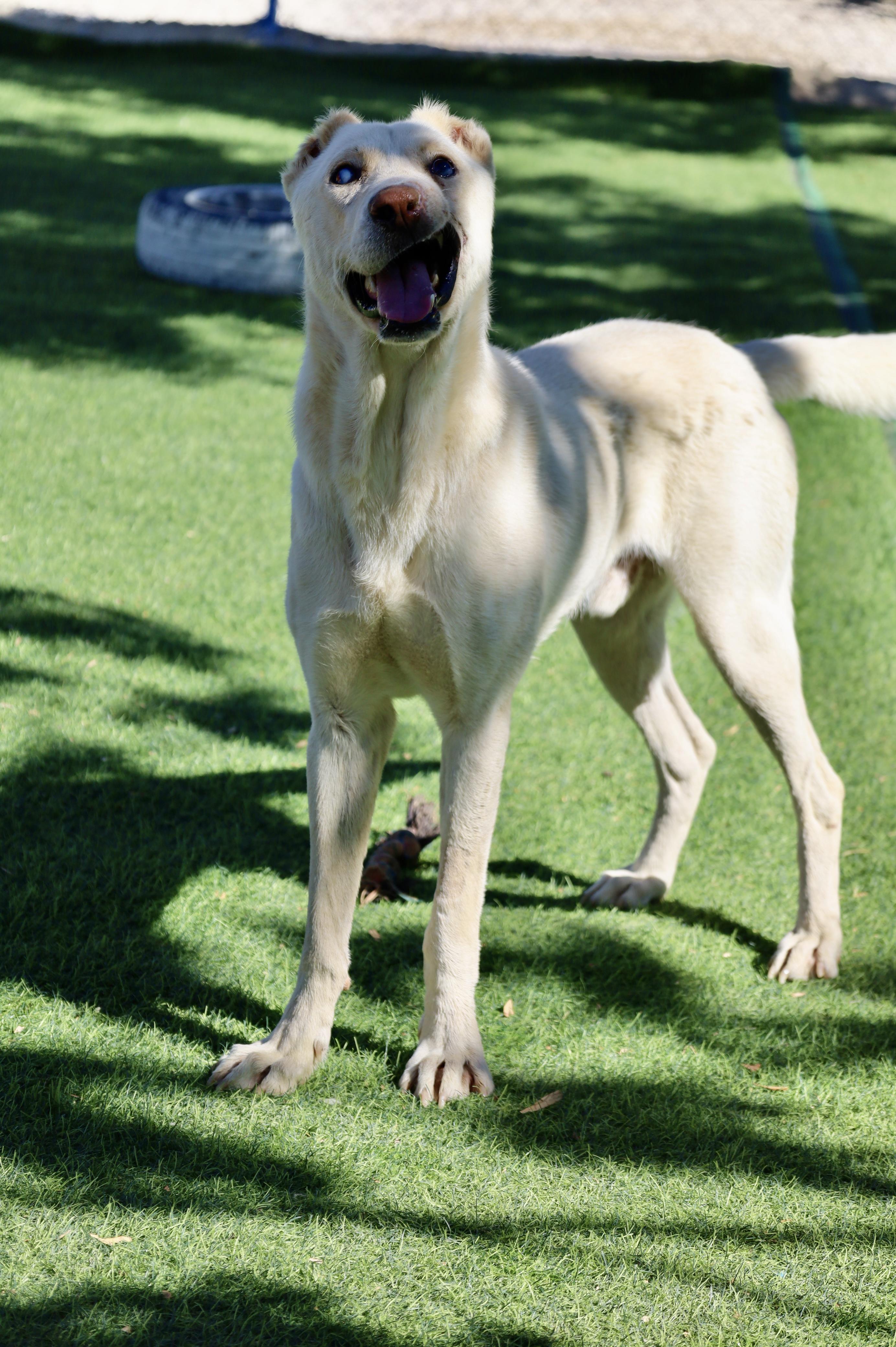 Batal, the Kind Courageous Hero, a Adoptable mixed breed in Somerset, NJ image 3/6