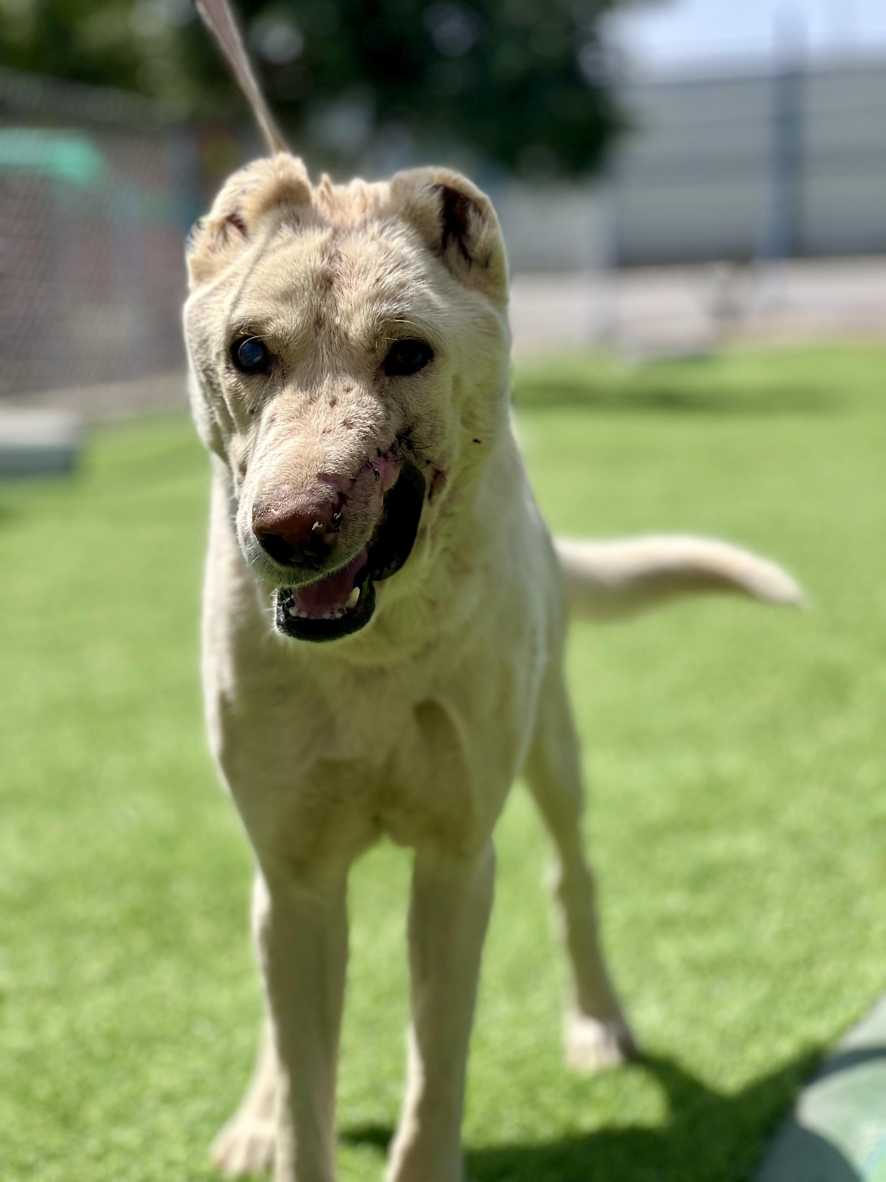 Batal, the Kind Courageous Hero, a Adoptable mixed breed in Somerset, NJ image 5/6