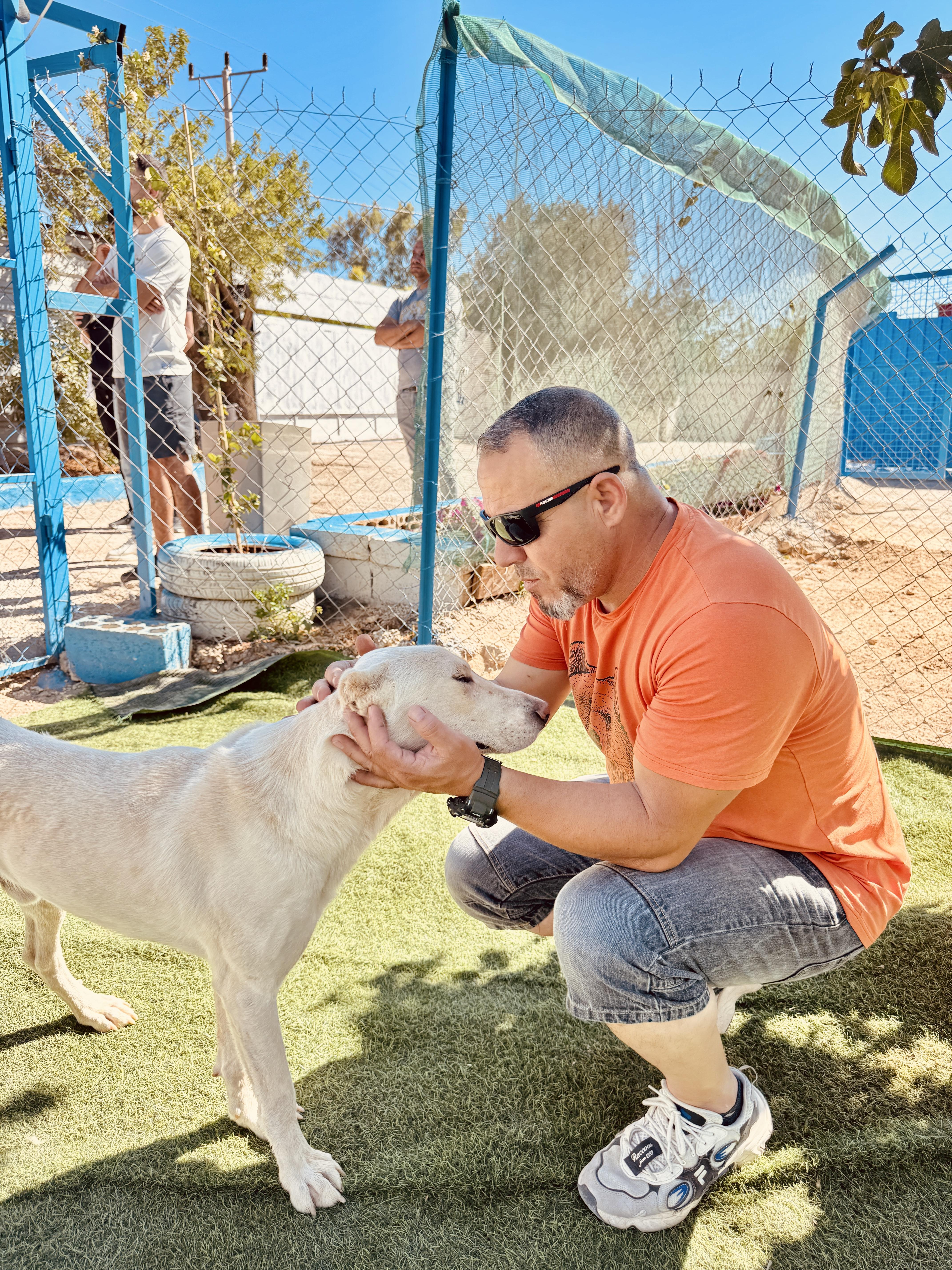 Batal, the Kind Courageous Hero, a Adoptable mixed breed in Somerset, NJ image 6/6