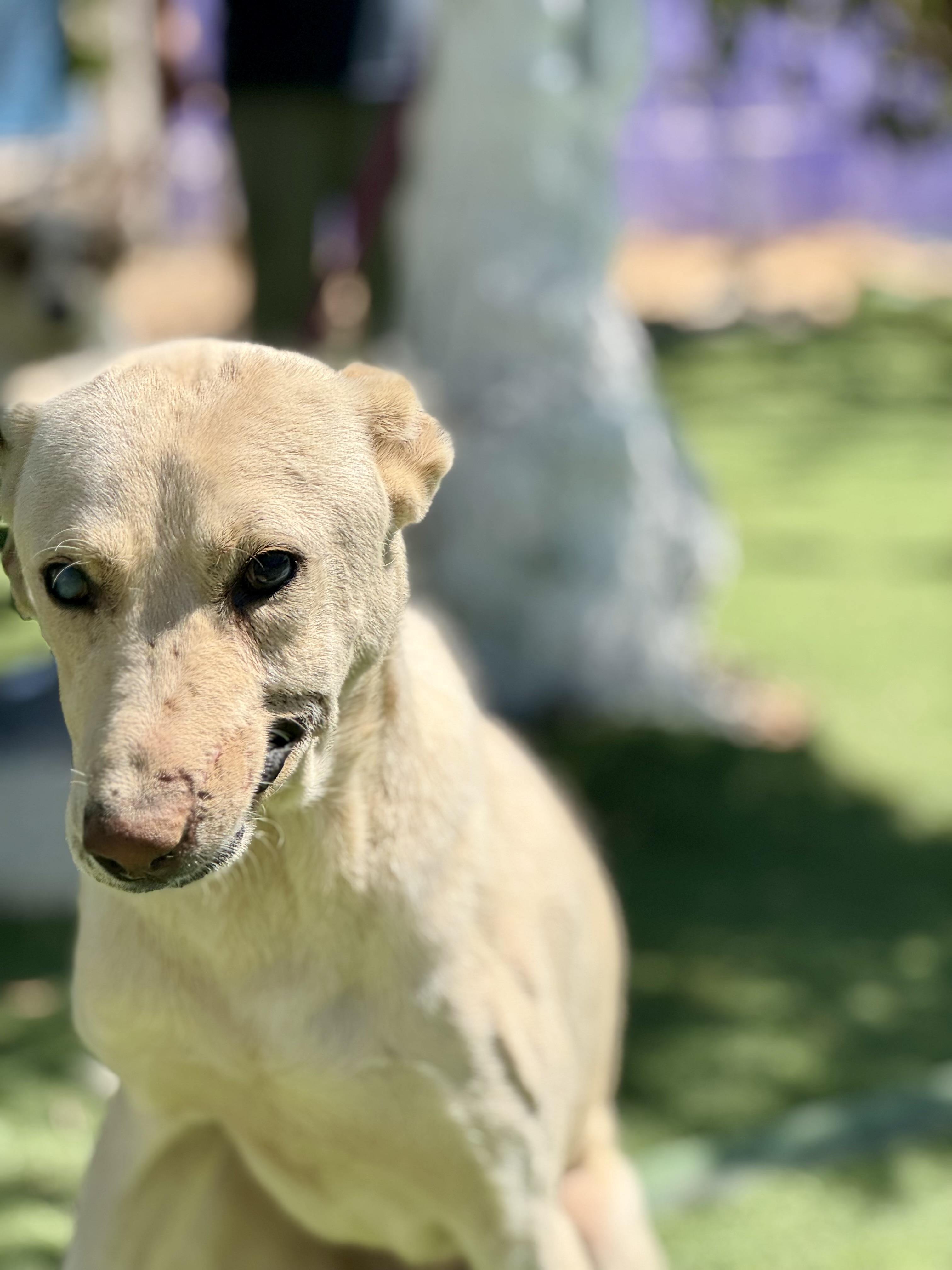 Batal, the Kind Courageous Hero, a Adoptable mixed breed in Somerset, NJ image 4/6