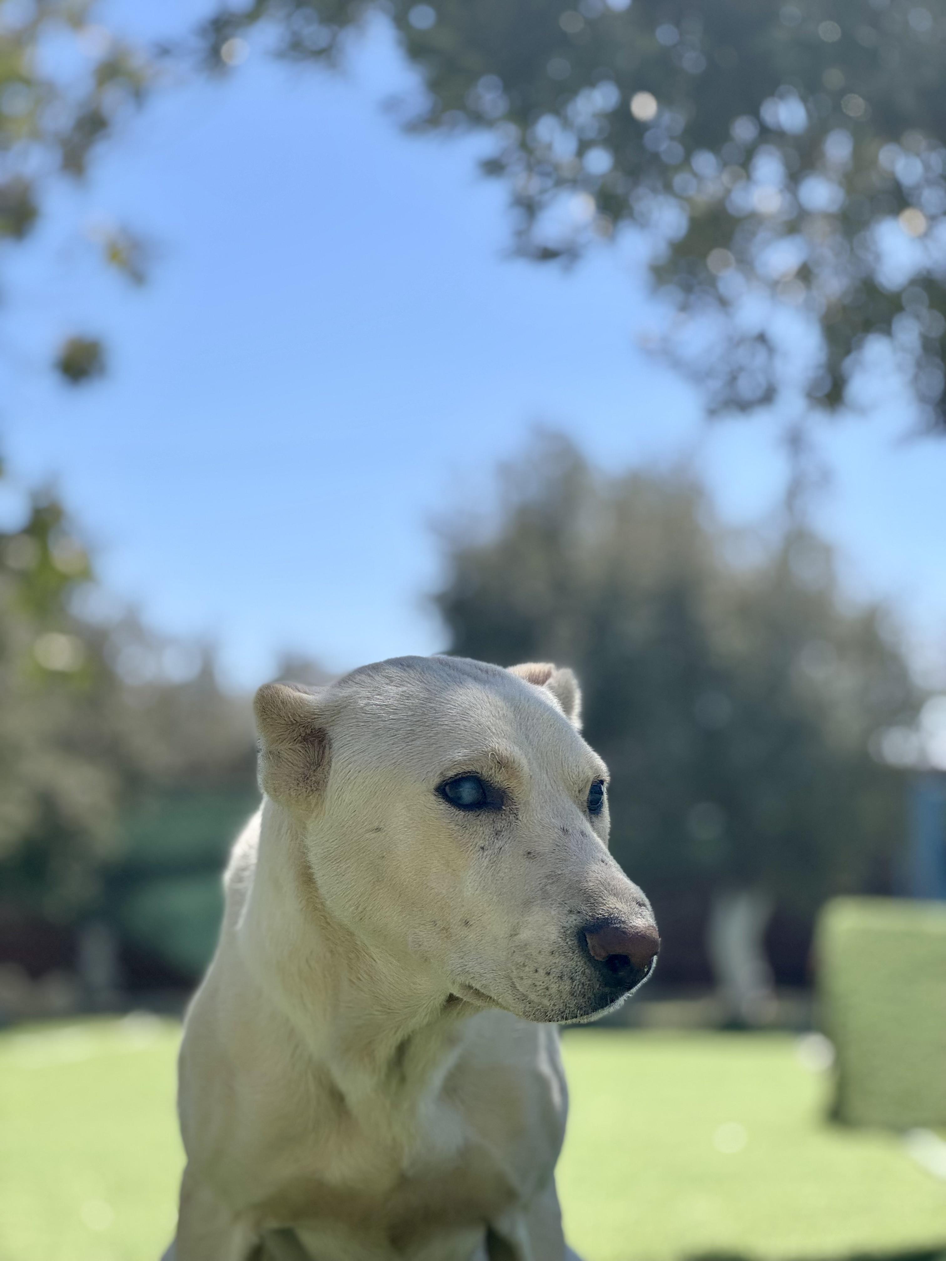 Batal, the Kind Courageous Hero, a Adoptable mixed breed in Somerset, NJ image 1/6