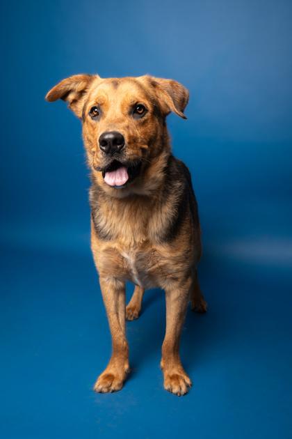 Buddy, Adoptable, Adult Male Shepherd & Mixed Breed.
