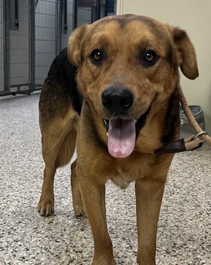 Buddy, a Adoptable mixed breed in Pendleton, OR image 2/3