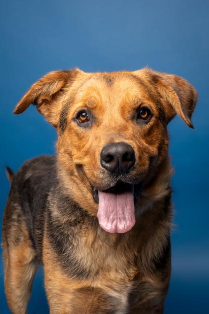 Enlarge Buddy, a Adoptable mixed breed in Pendleton, OR image 1/3