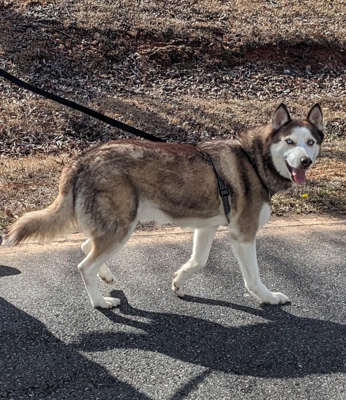 Enlarge Broly, a Adoptable Siberian Husky in Clover, SC image 1/3