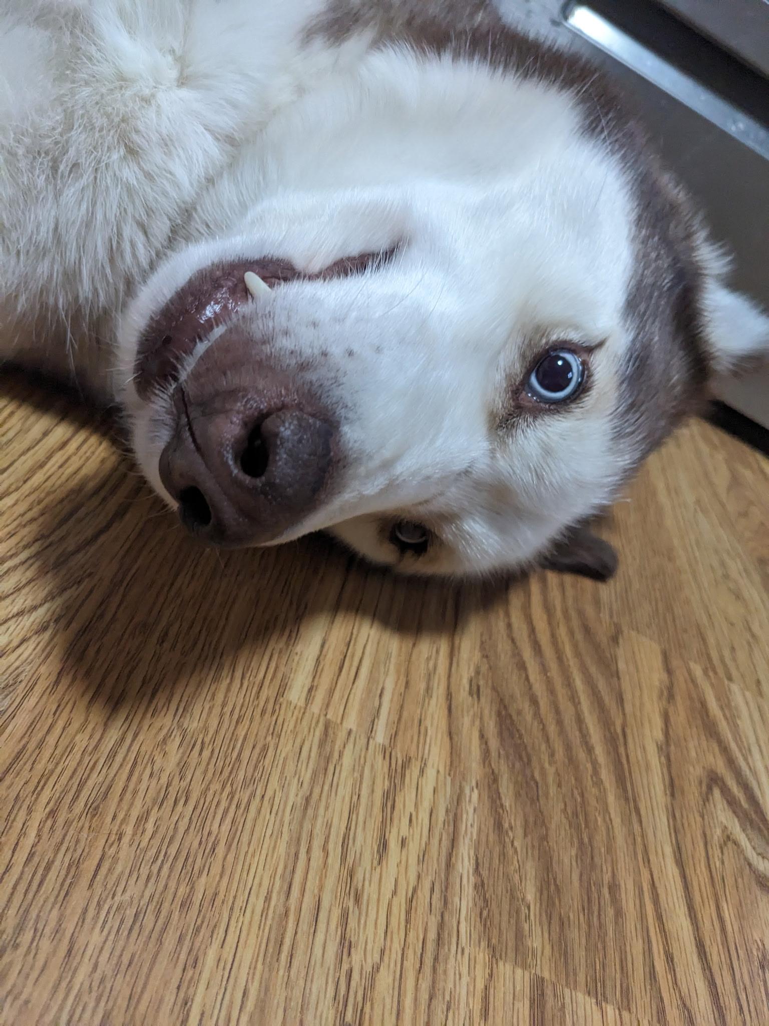 Enlarge Broly, a Adoptable Siberian Husky in Clover, SC image 3/3
