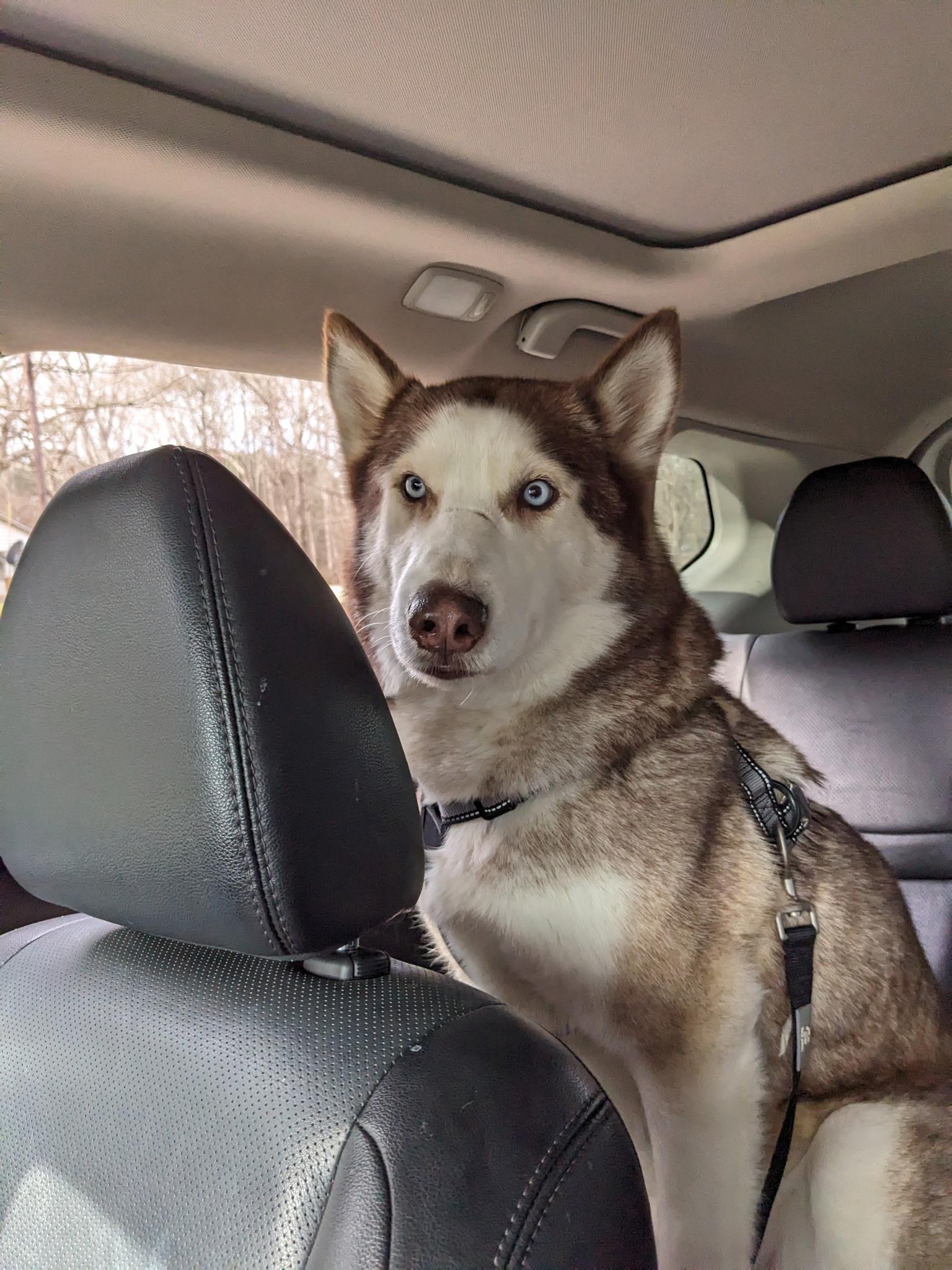 Enlarge Broly, a Adoptable Siberian Husky in Clover, SC image 2/3