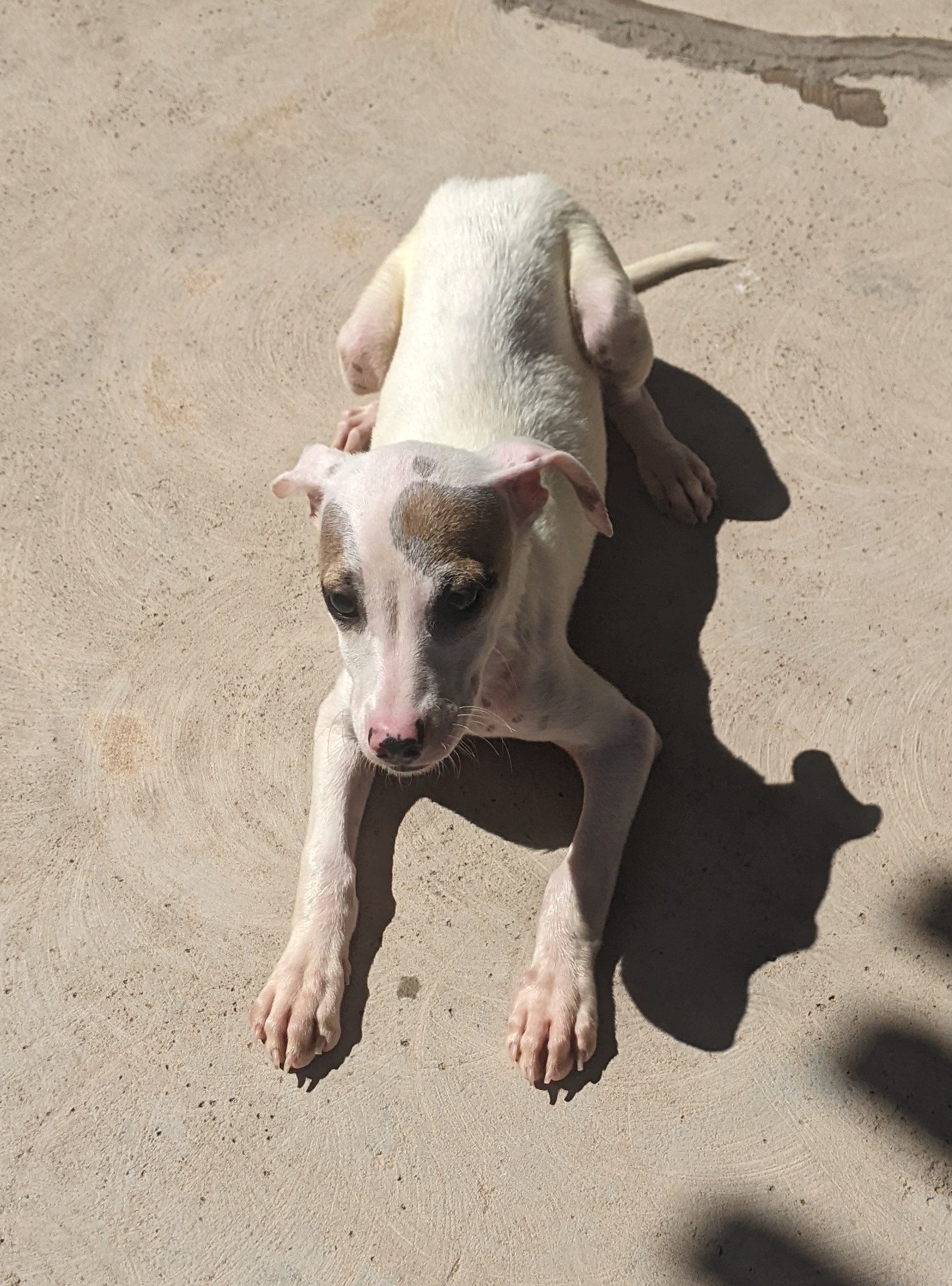 Enlarge leah, a Adoptable mixed breed in Amarillo, TX image 1/1