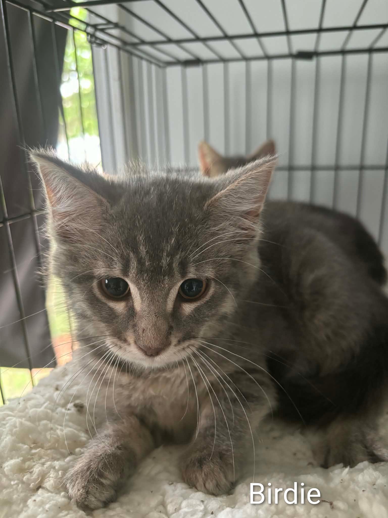 Birdie, ADOPTABLE, Kitten Female Domestic Medium Hair.