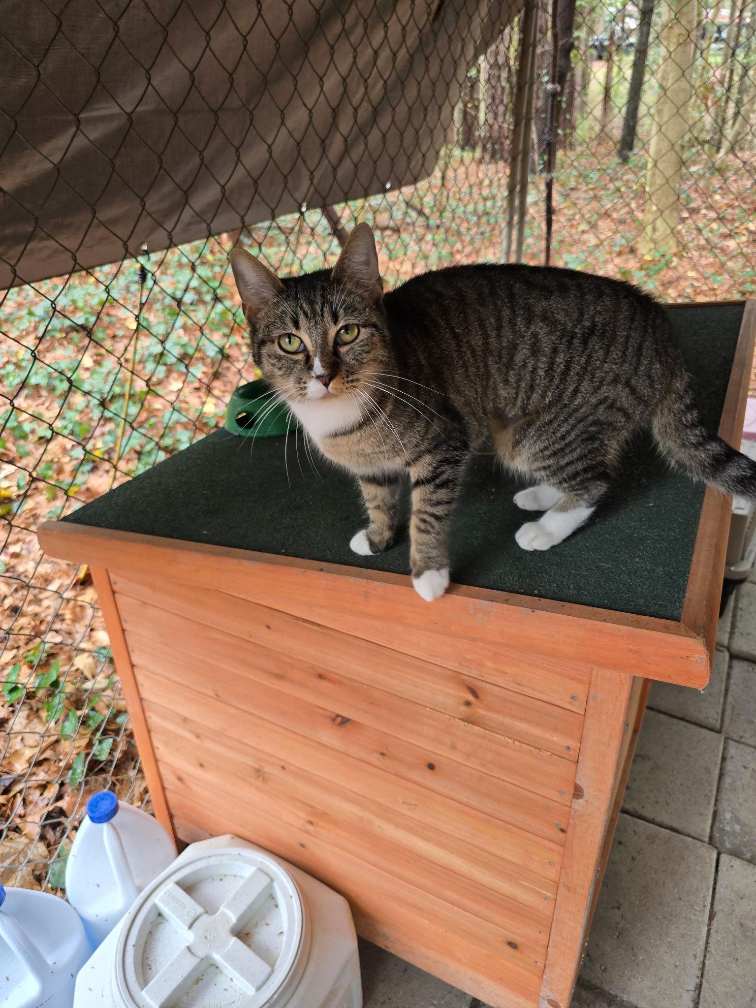 Enlarge Sabrina, an adopted mixed breed in Columbia, SC image 2/3