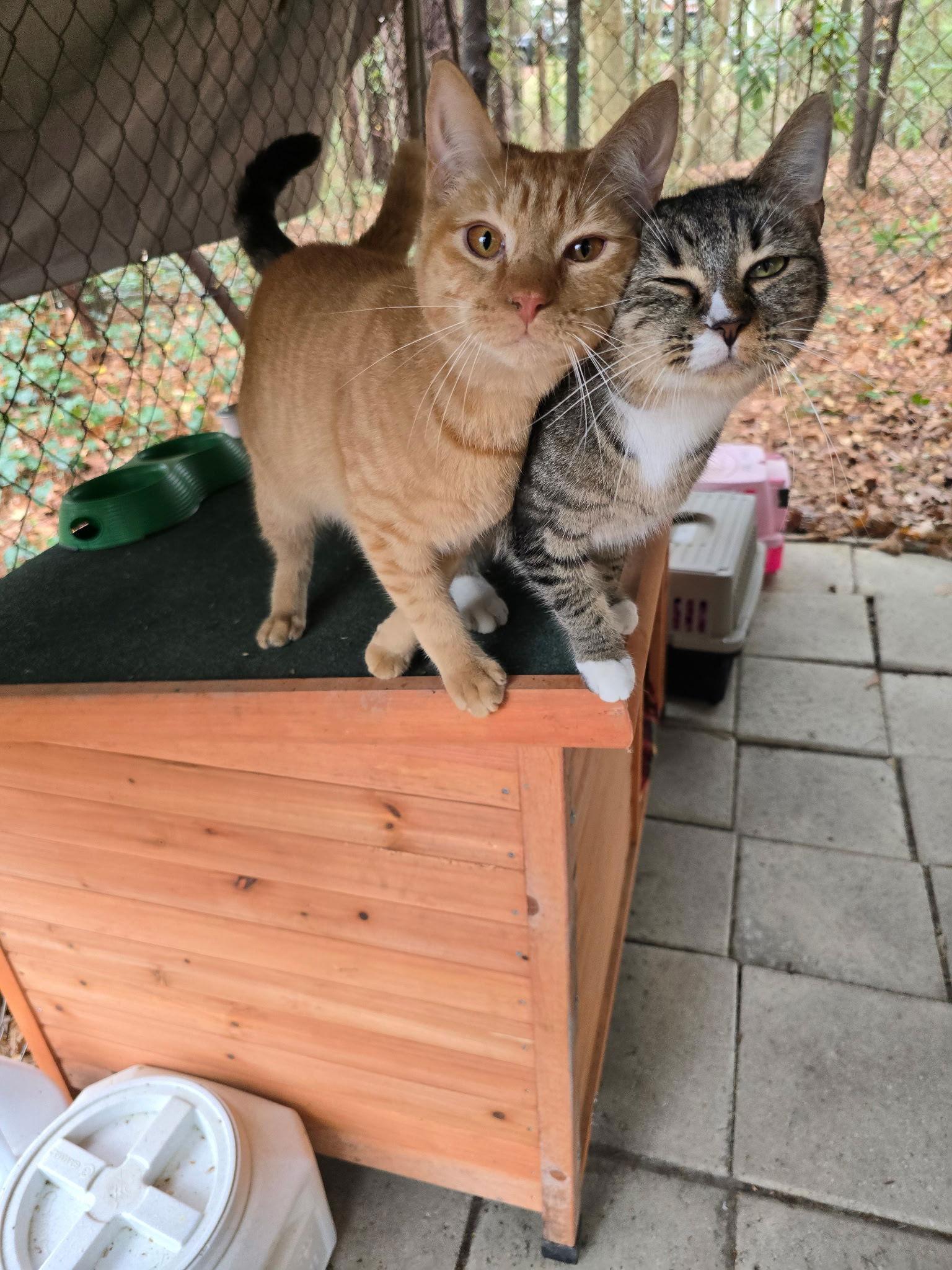 Enlarge Sabrina, an adopted mixed breed in Columbia, SC image 3/3