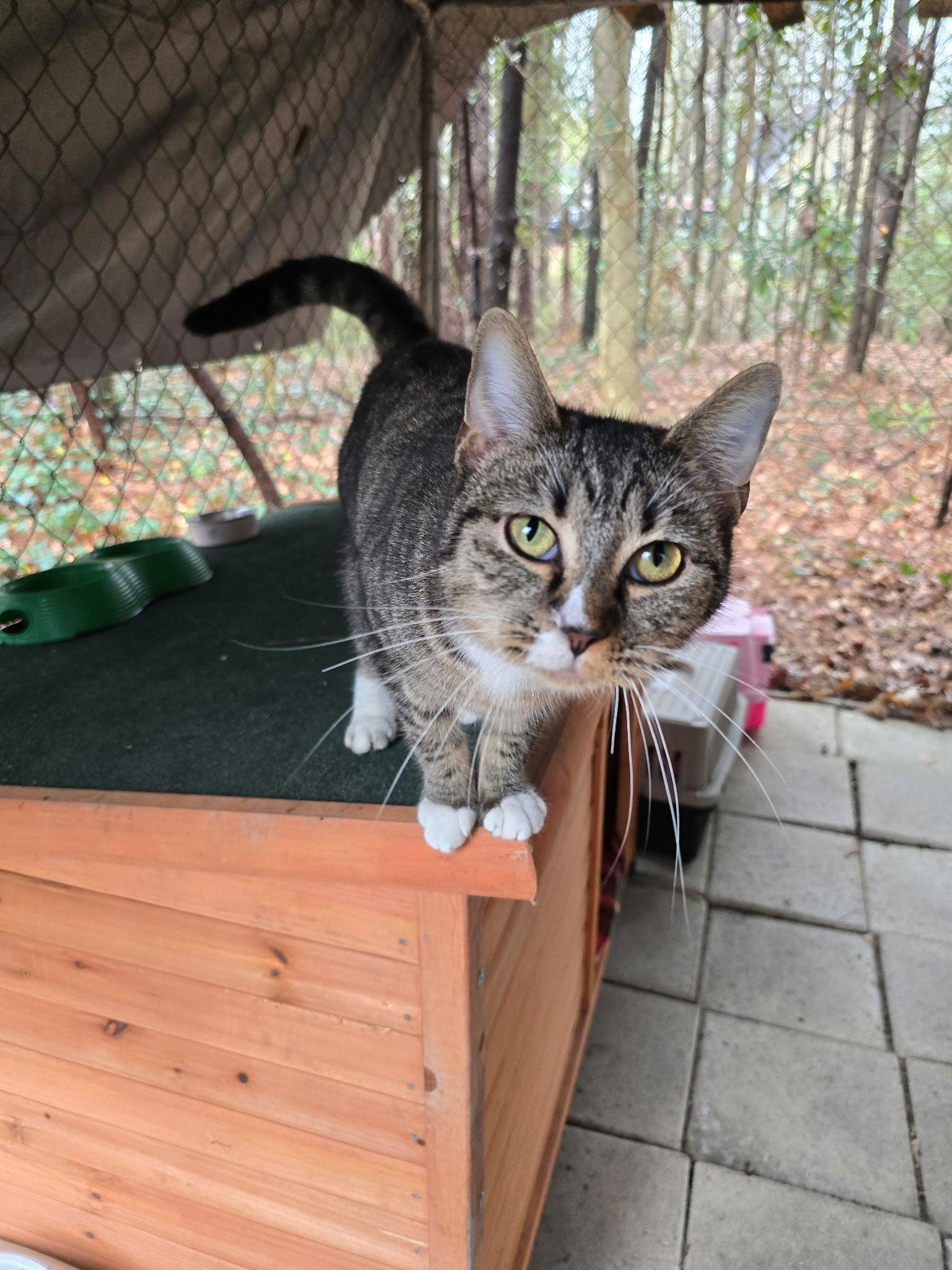 Sabrina, adopted, Adult Female Tabby & Domestic Short Hair.