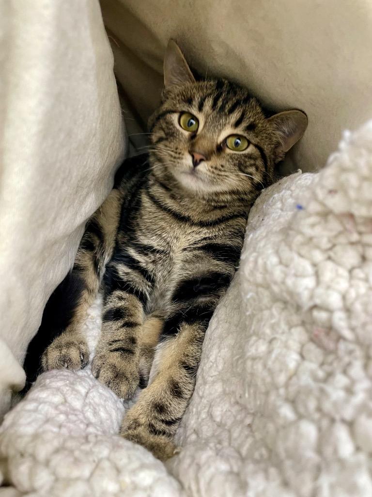 Lulu, Adoptable, Young Female Domestic Short Hair.