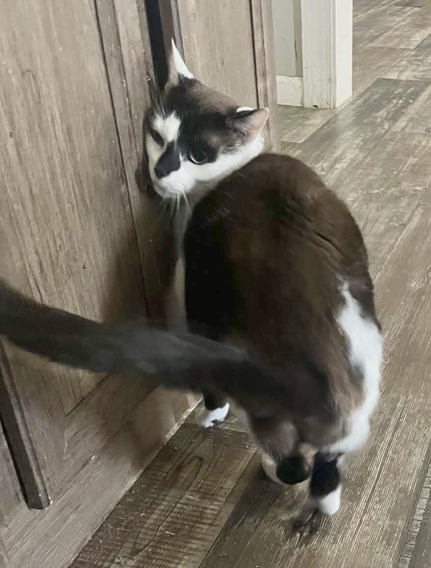 Enlarge Casper, an adopted mixed breed in Myrtle Beach, SC image 4/5