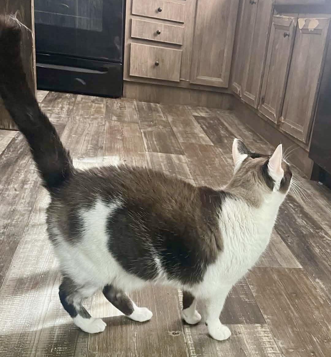 Casper, adopted, Senior Male Siamese & Domestic Short Hair.