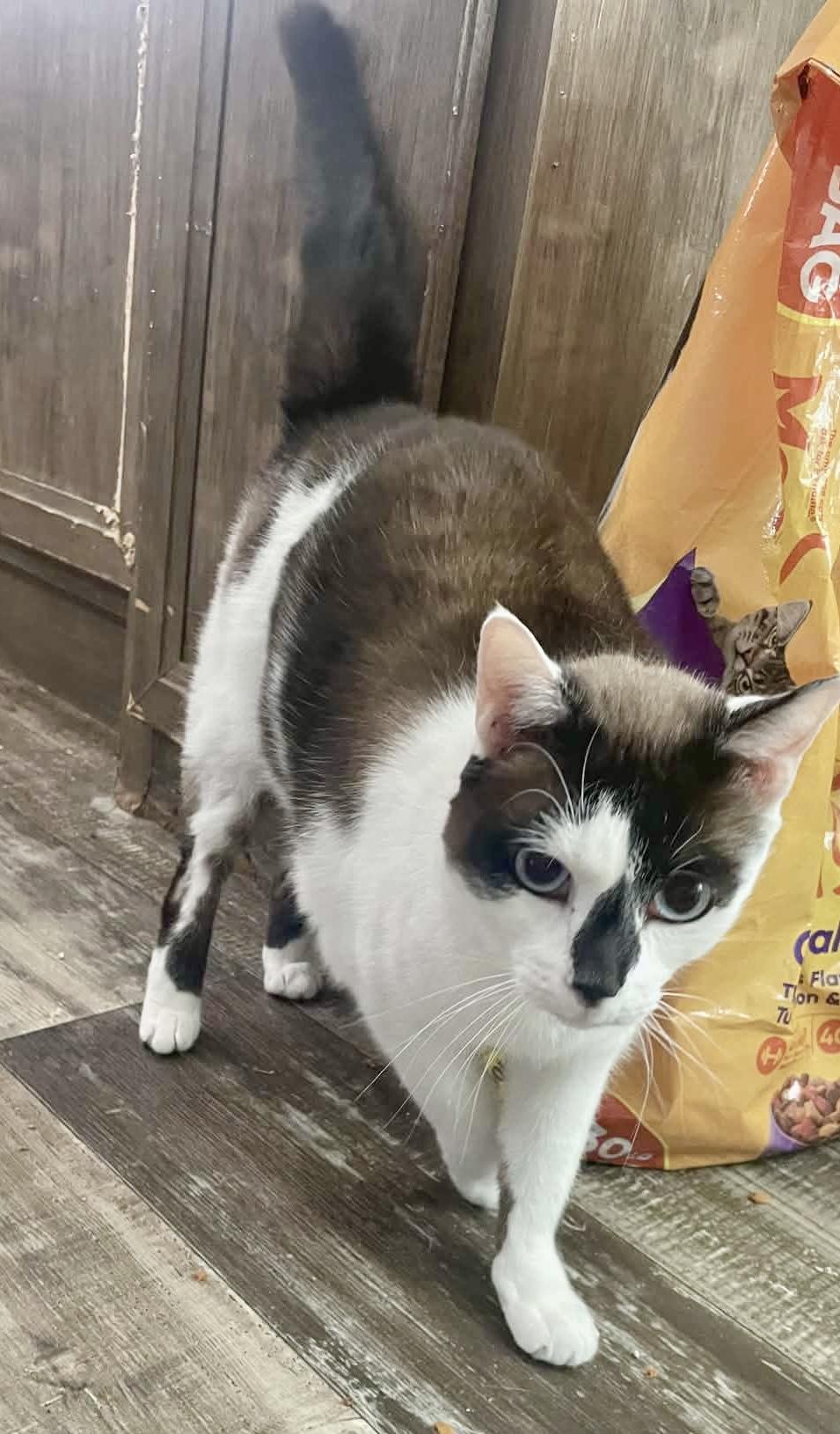 Enlarge Casper, an adopted mixed breed in Myrtle Beach, SC image 3/5