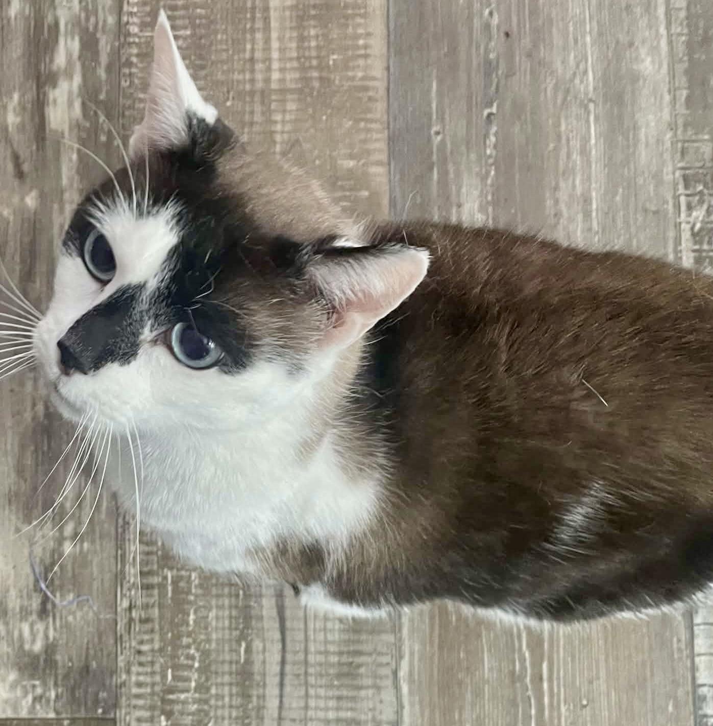 Enlarge Casper, an adopted mixed breed in Myrtle Beach, SC image 2/5