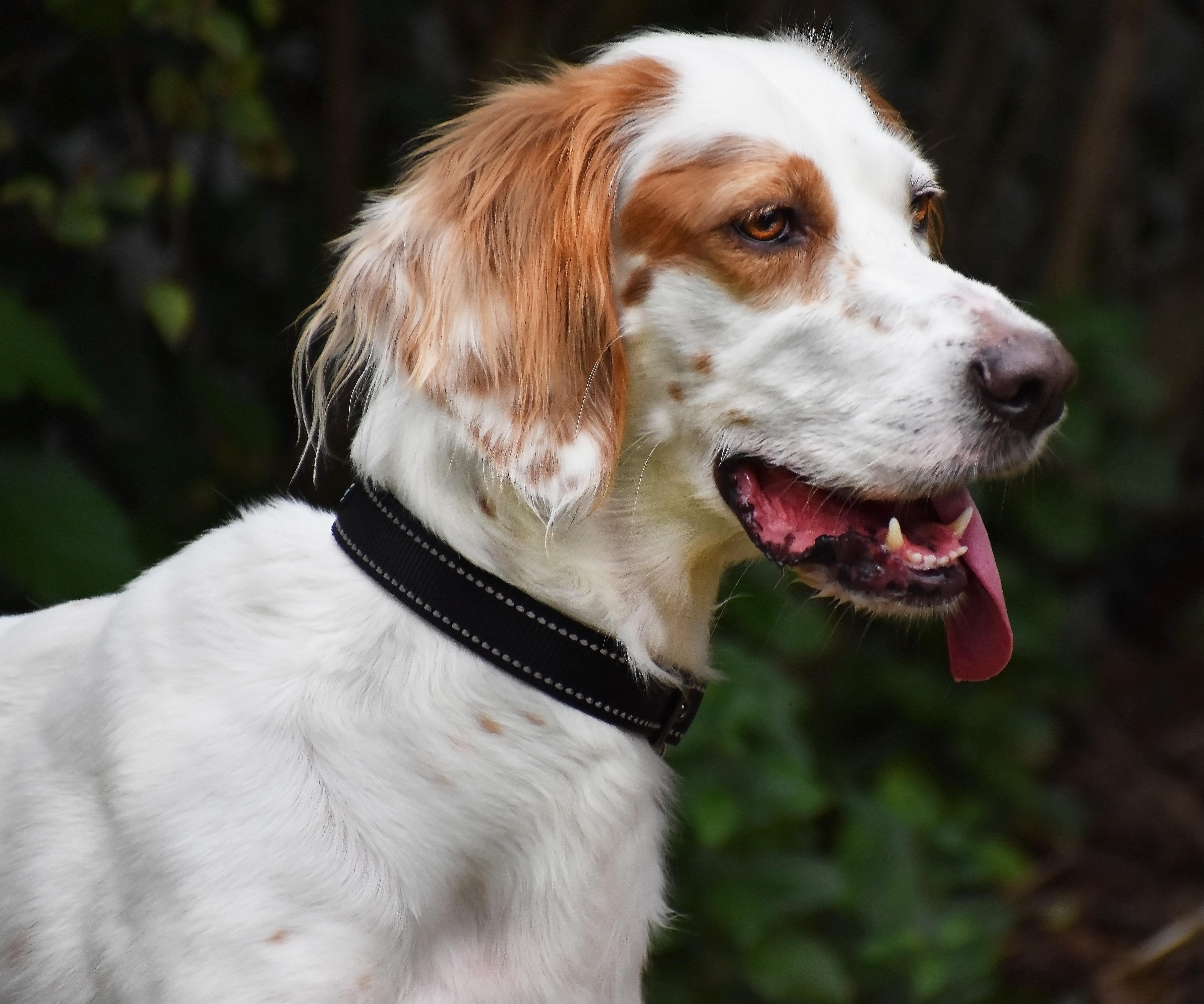 Kaydee- Foster Home Needed, a Adoptable English Setter in Wood Dale, IL image 1/6