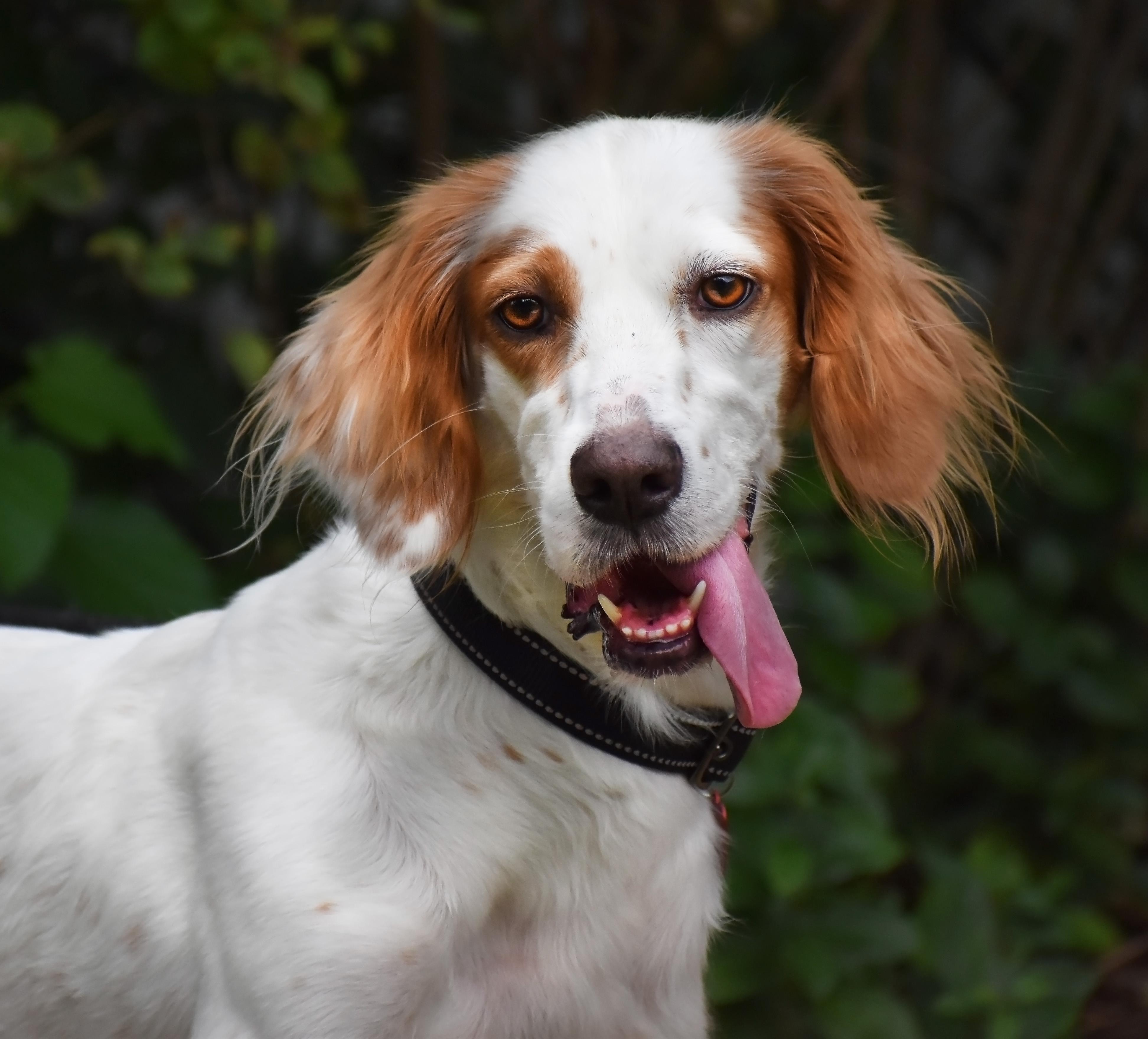 Kaydee- Foster Home Needed, a Adoptable English Setter in Wood Dale, IL image 2/6