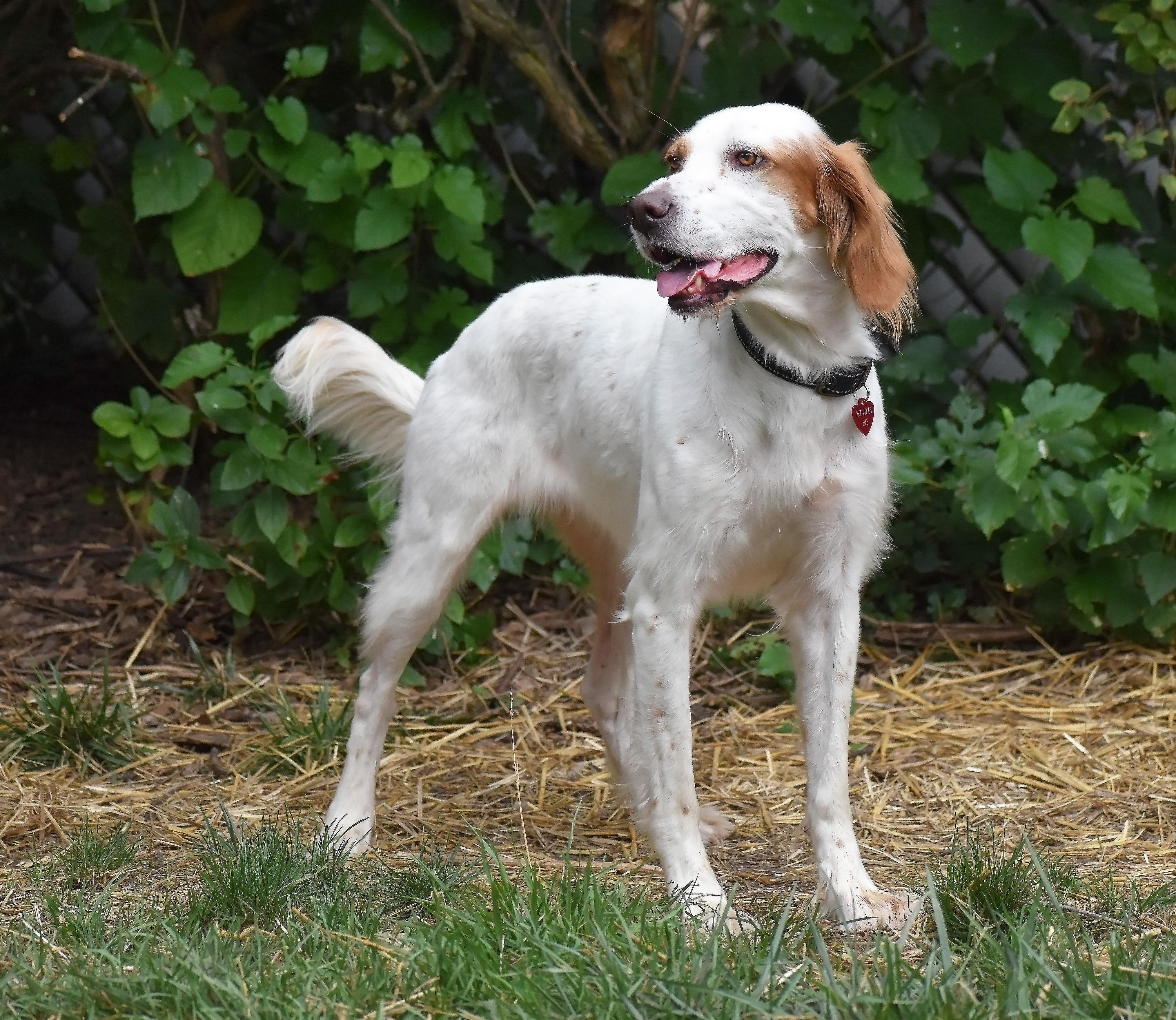 Kaydee- Foster Home Needed, a Adoptable English Setter in Wood Dale, IL image 3/6