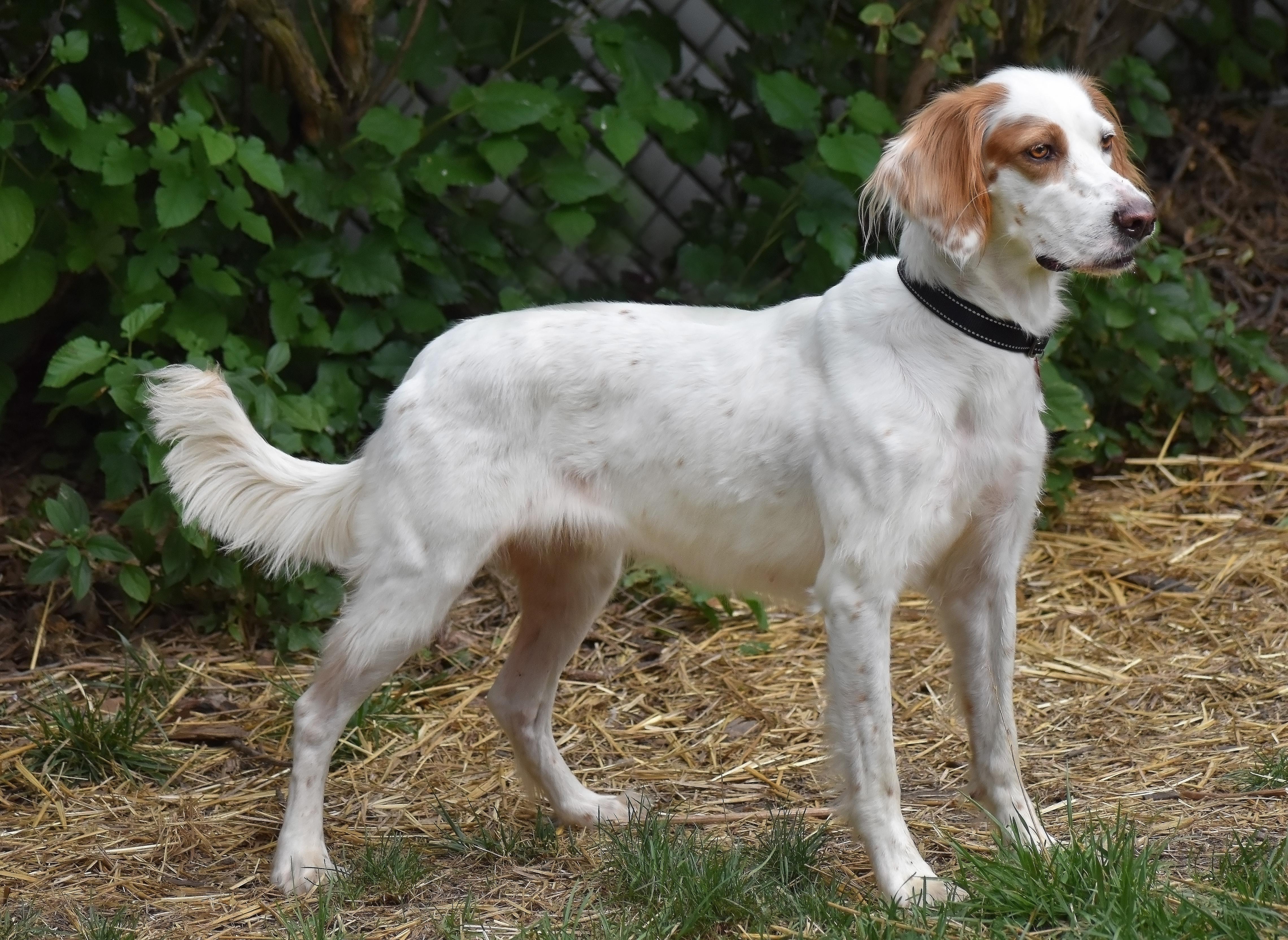 Kaydee- Foster Home Needed, a Adoptable English Setter in Wood Dale, IL image 4/6