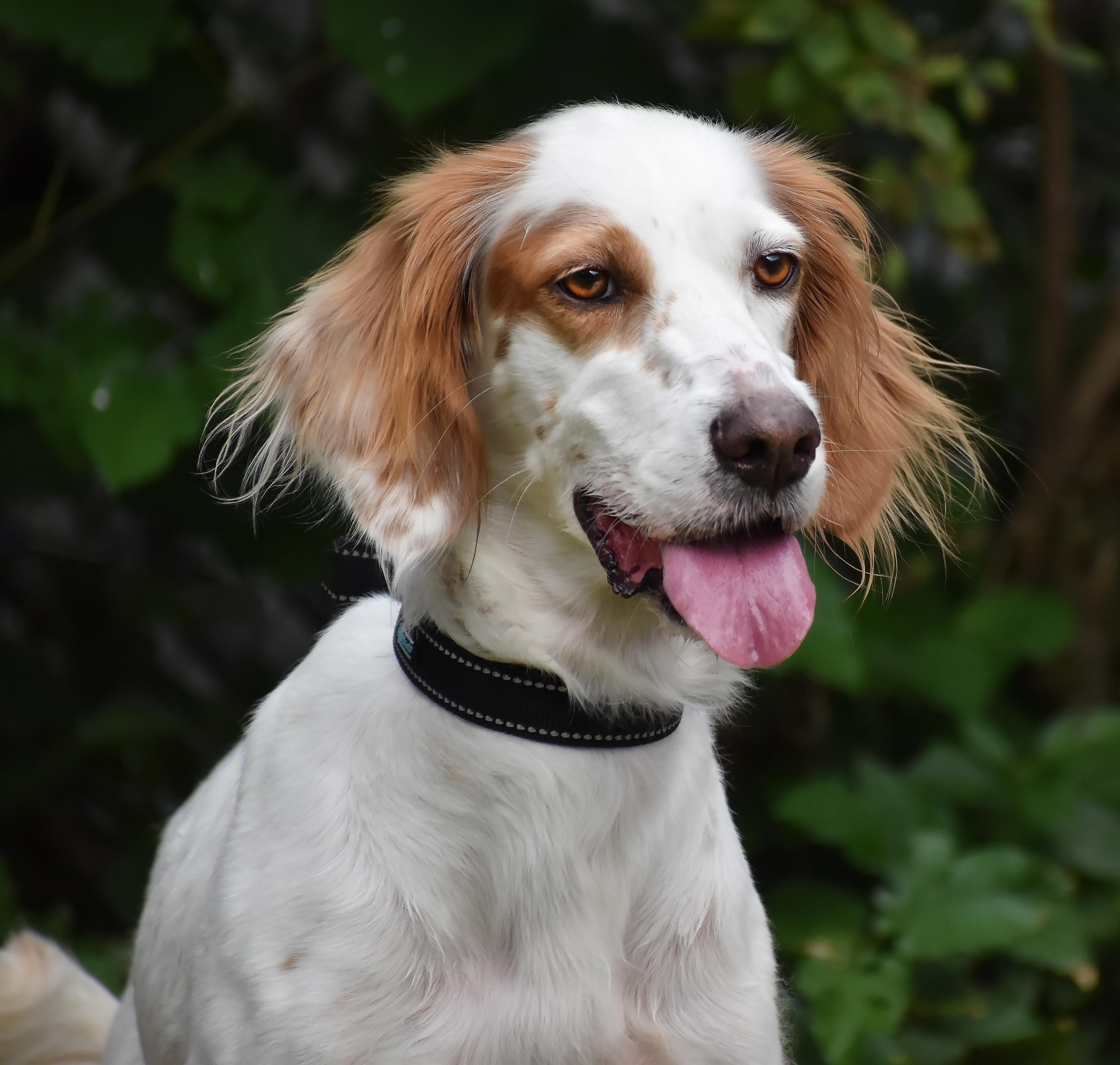 Kaydee- Foster Home Needed, a Adoptable English Setter in Wood Dale, IL image 5/6