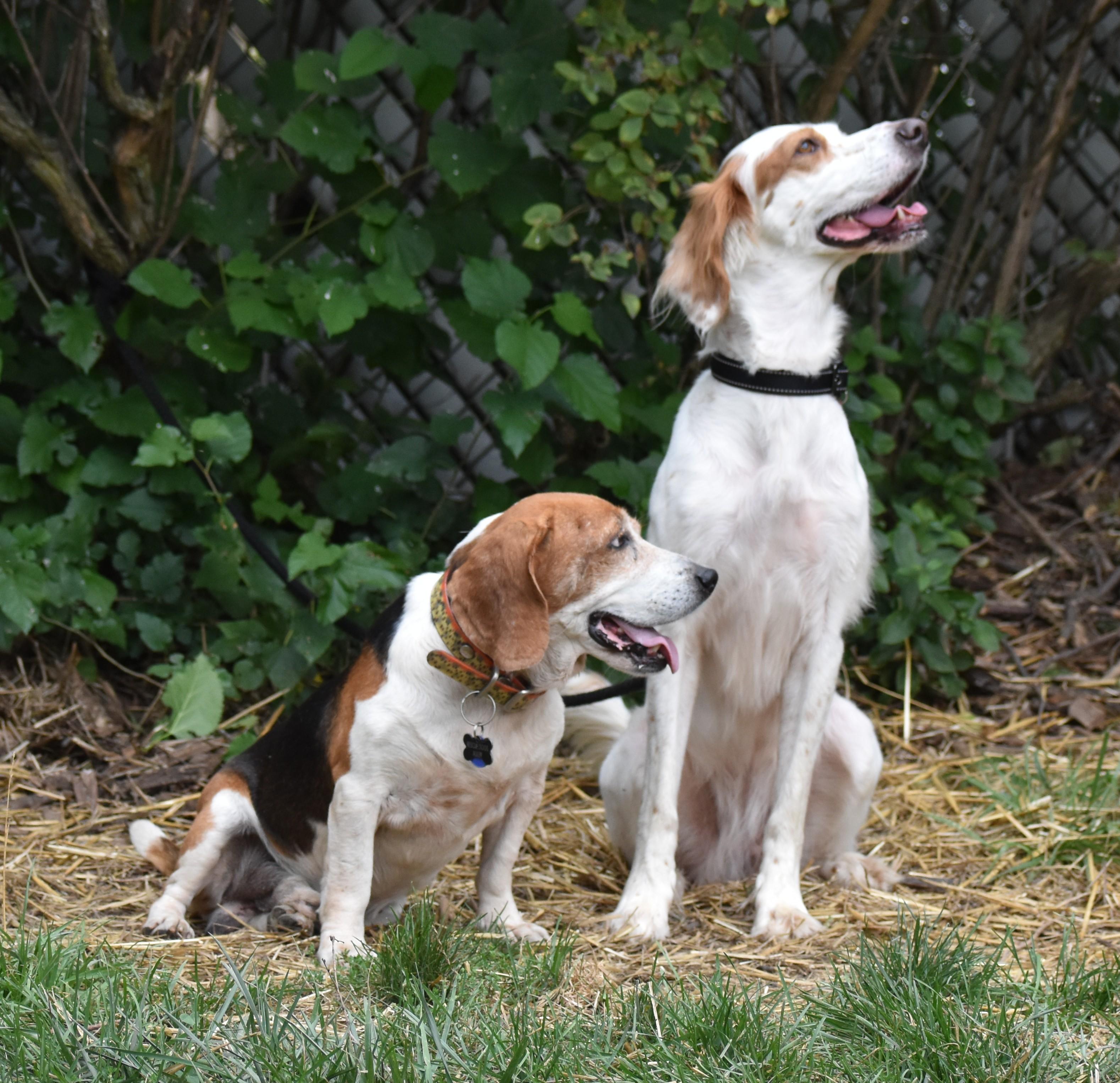 Kaydee- Foster Home Needed, a Adoptable English Setter in Wood Dale, IL image 6/6