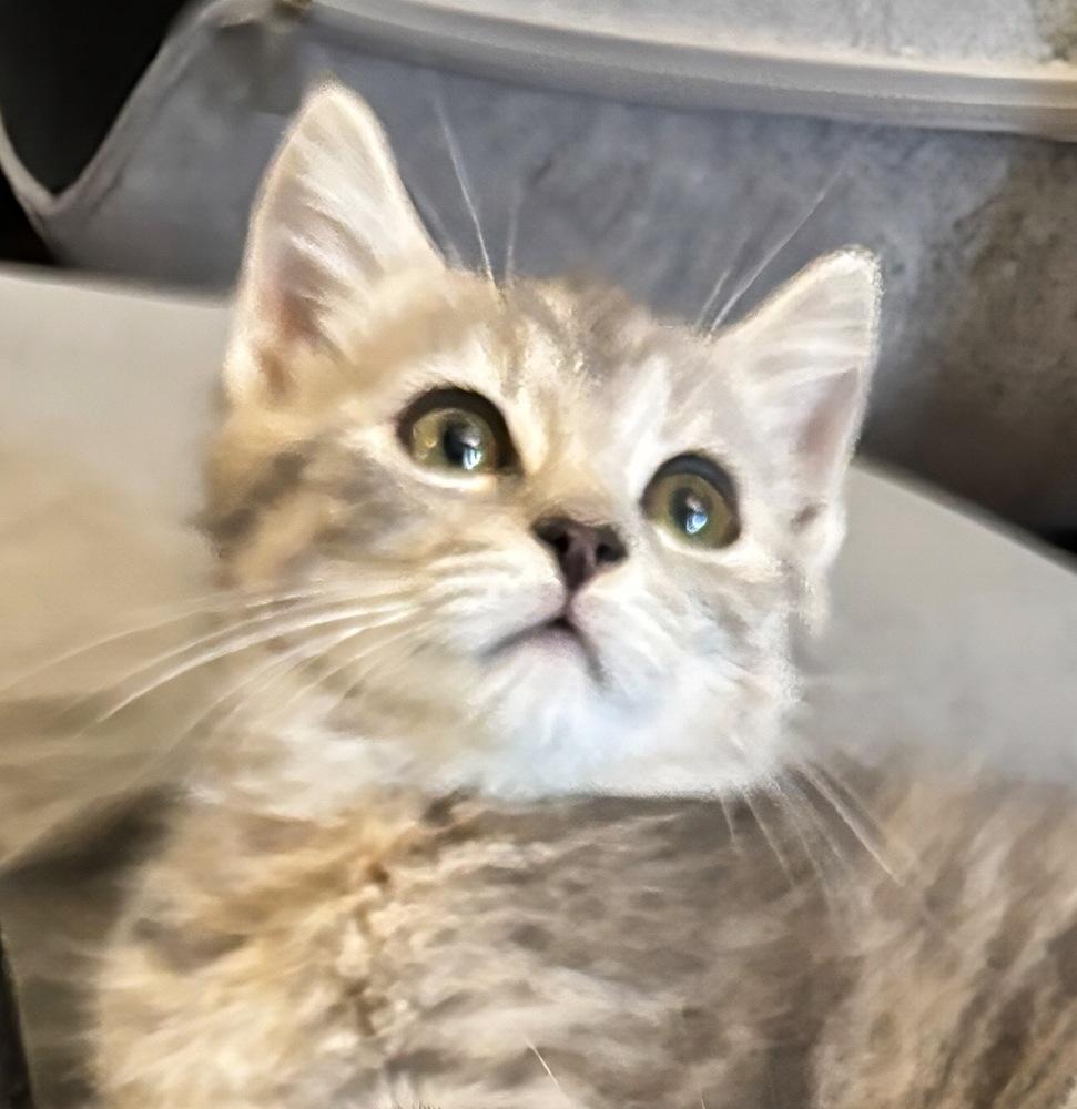 Enlarge Biscuit, a Adoptable mixed breed in Silver Spring, MD image 2/4