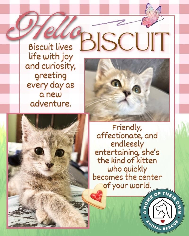 Enlarge Biscuit, a Adoptable mixed breed in Silver Spring, MD image 3/4