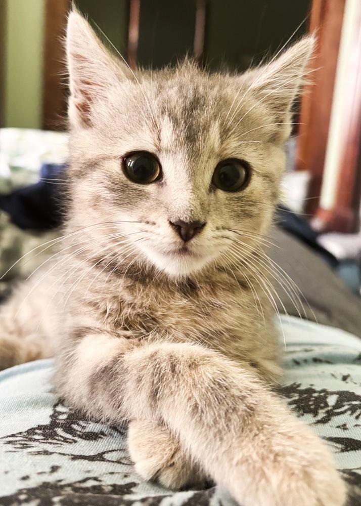 Biscuit, Adoptable, Kitten Female Domestic Short Hair & Tabby.