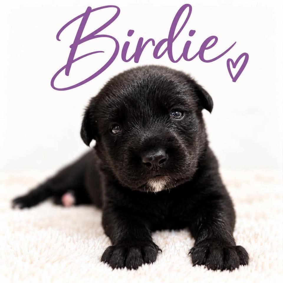 Birdie photo