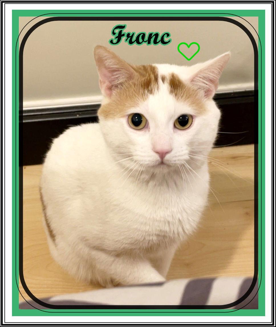 FRONC (CP), Adoptable, Adult Male Domestic Short Hair.