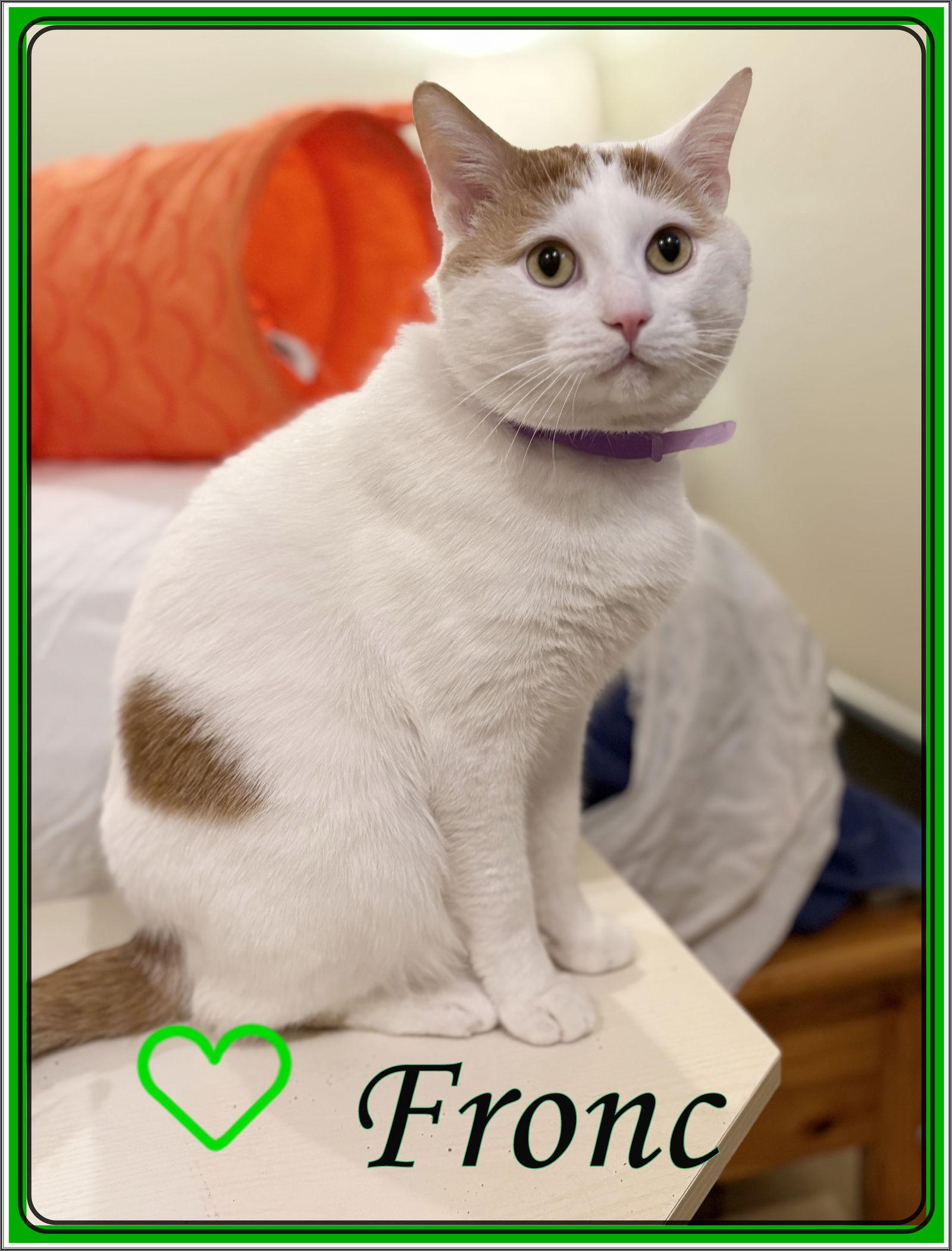 FRONC (CP), a Adoptable Domestic Short Hair in London, ON image 2/3