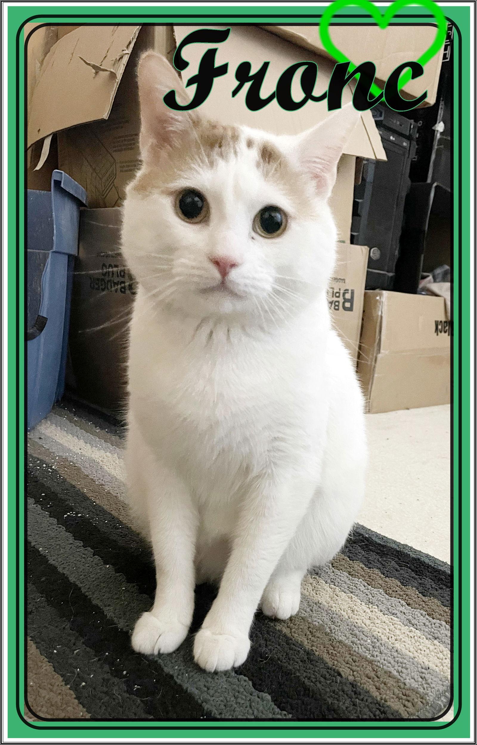 FRONC (CP), a Adoptable Domestic Short Hair in London, ON image 3/3