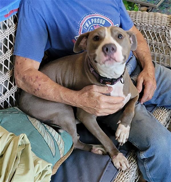 DOTEY, Adoptable, Young Female Pit Bull Terrier.