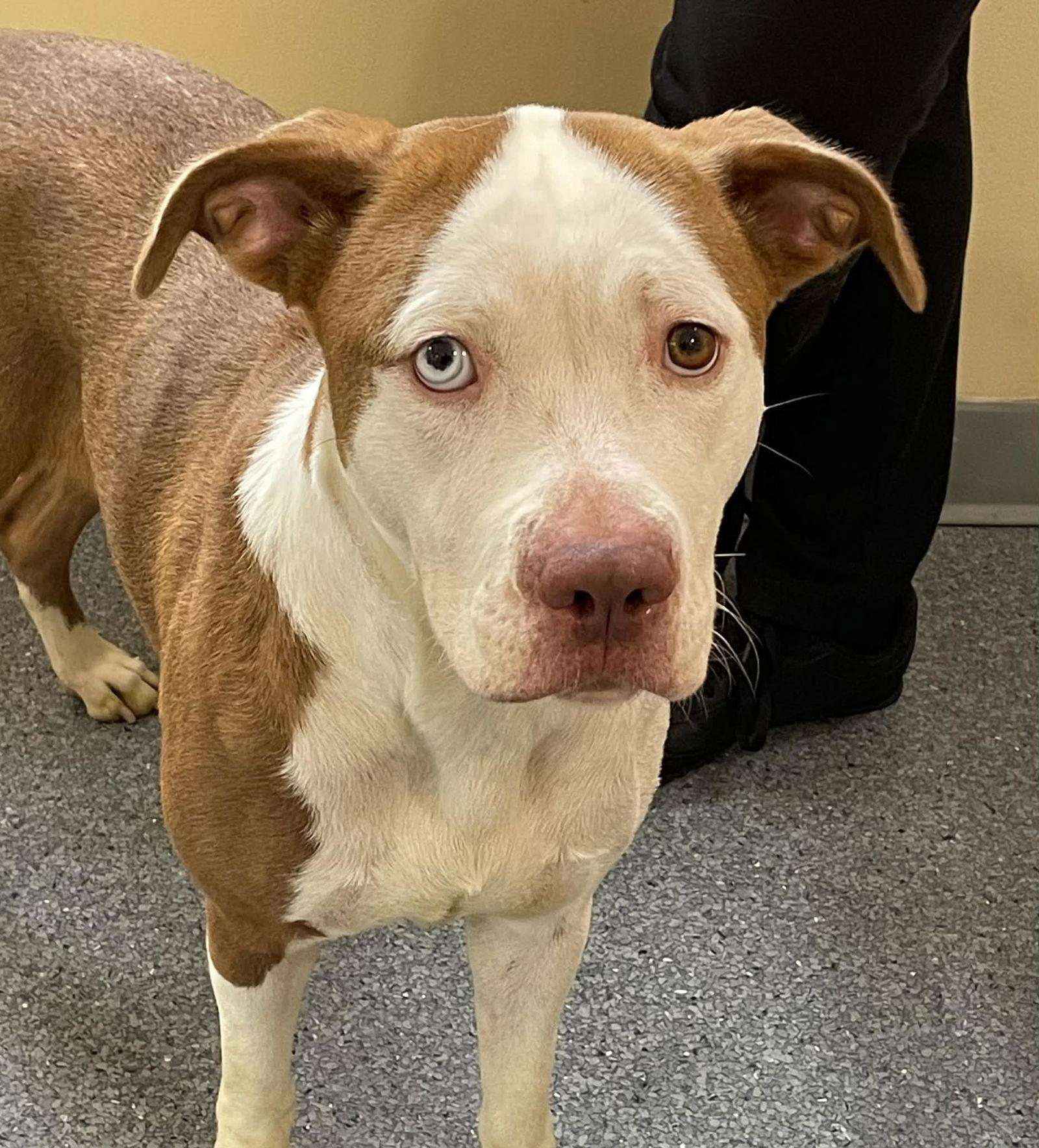 Mary Jane, Adoptable, Adult Female Pit Bull Terrier.