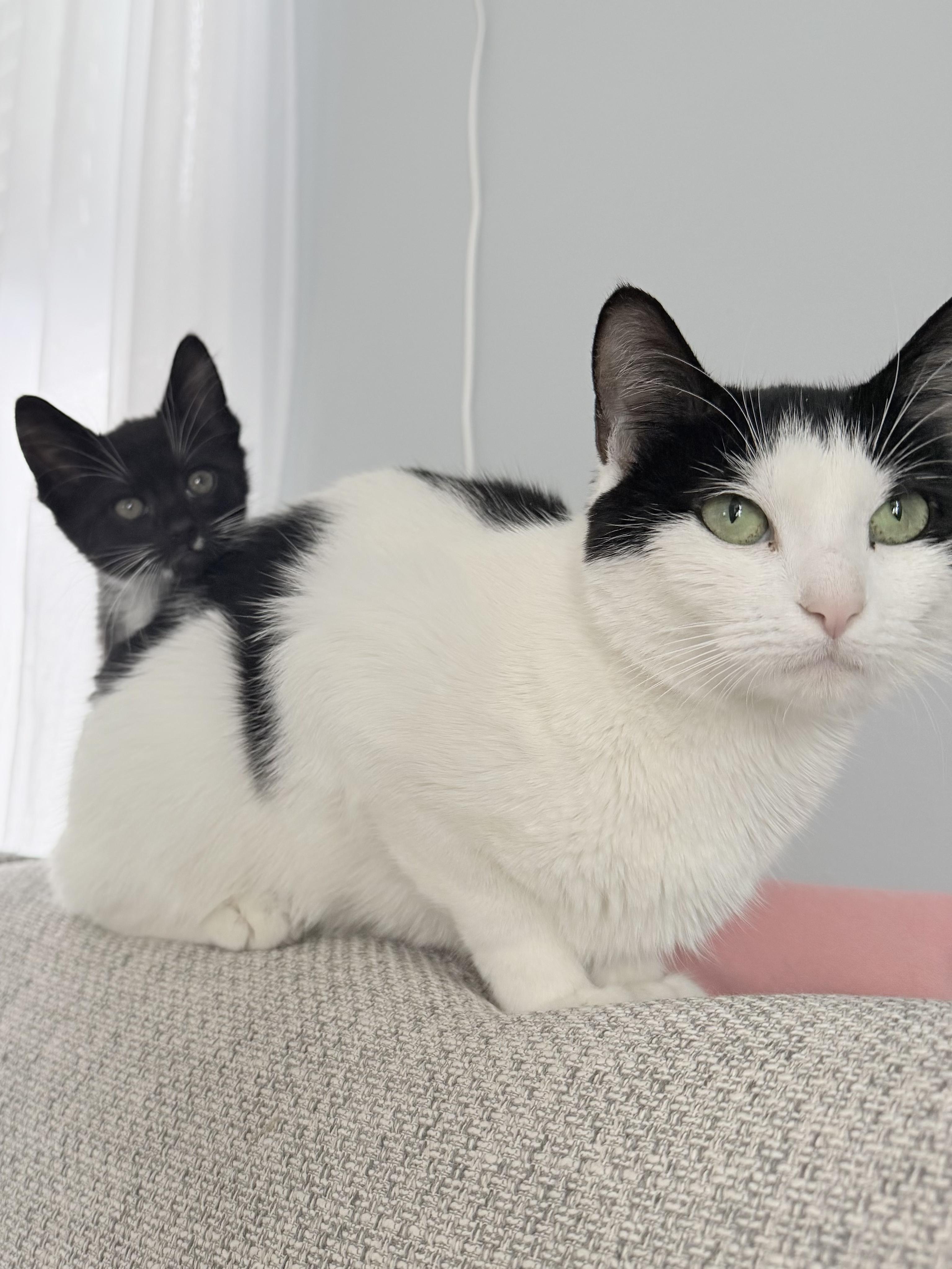 Mama Phoebe and Baby Merlin, adopted, Kitten Male Domestic Short Hair.