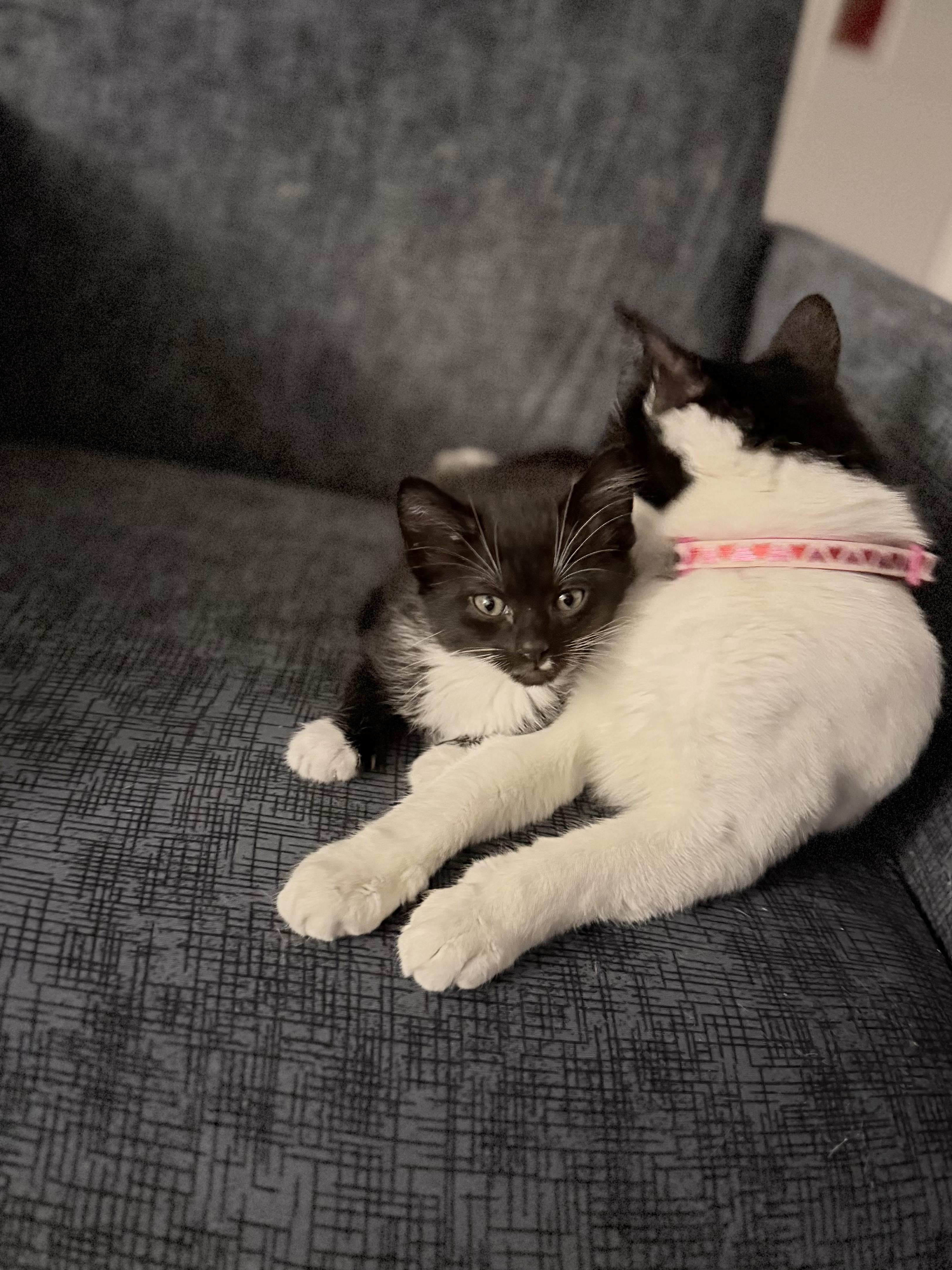 Mama Phoebe and Baby Merlin, an adopted Domestic Short Hair in West Haven, CT image 4/4